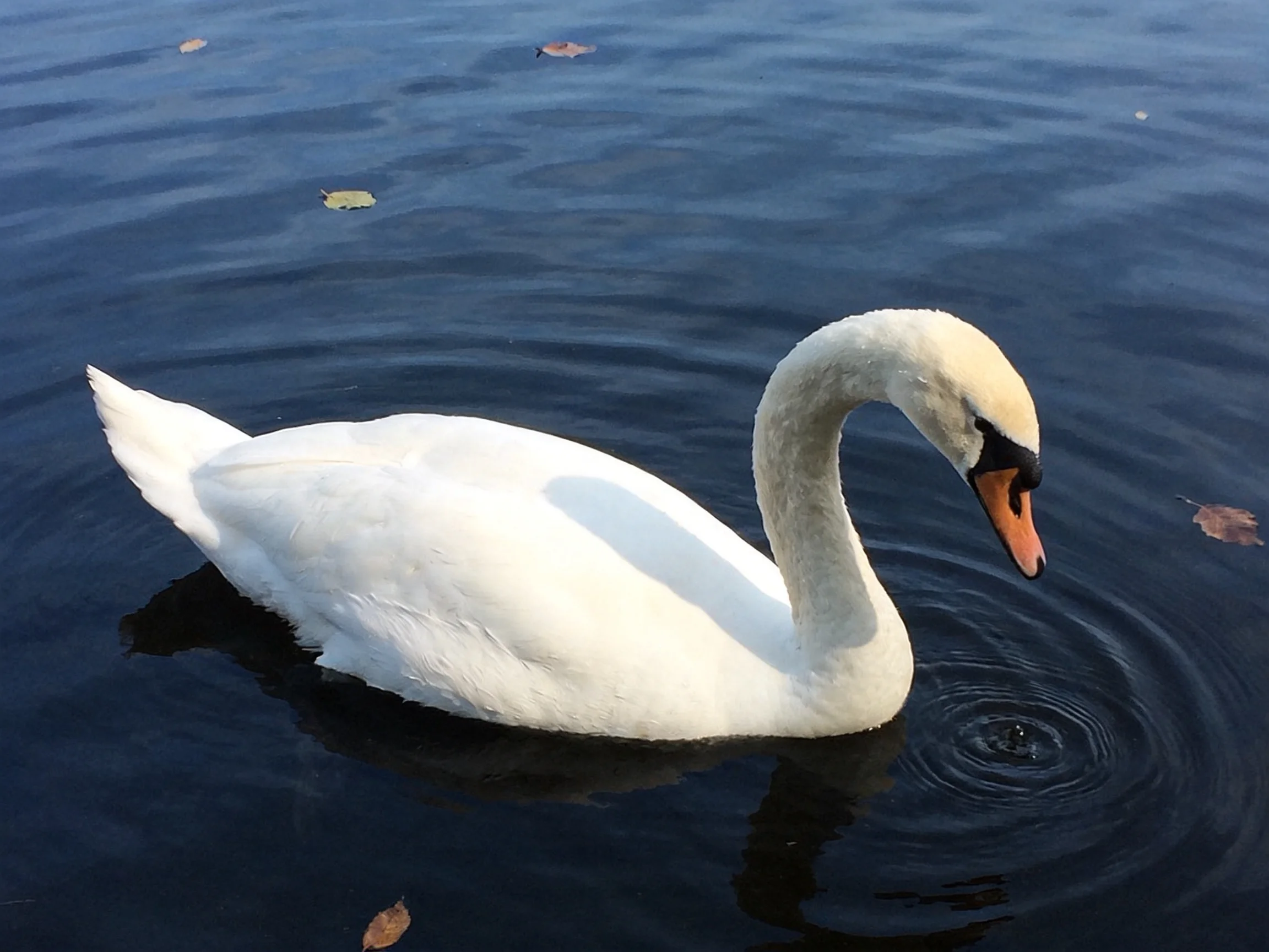 A white swan gliding through dark blue water with scattered leaves