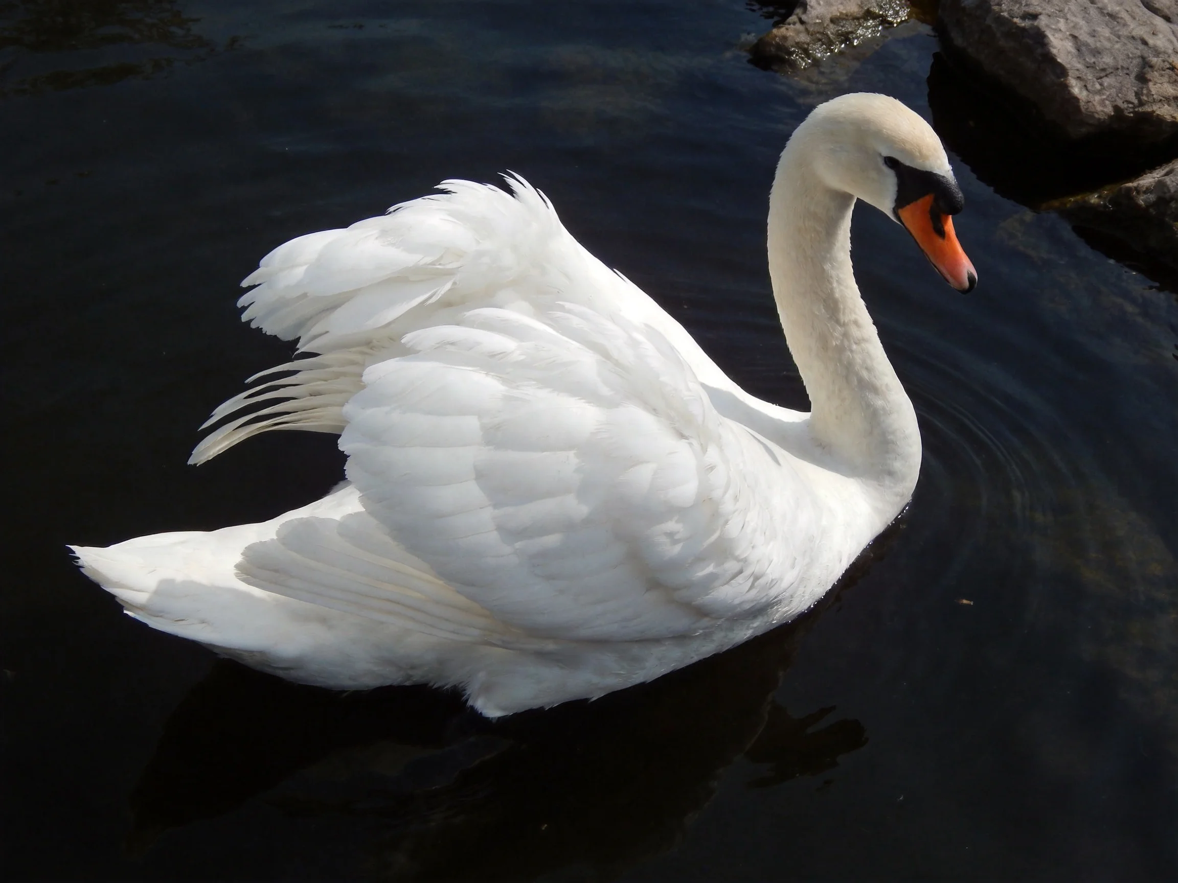 A white swan gliding through dark water near rocks