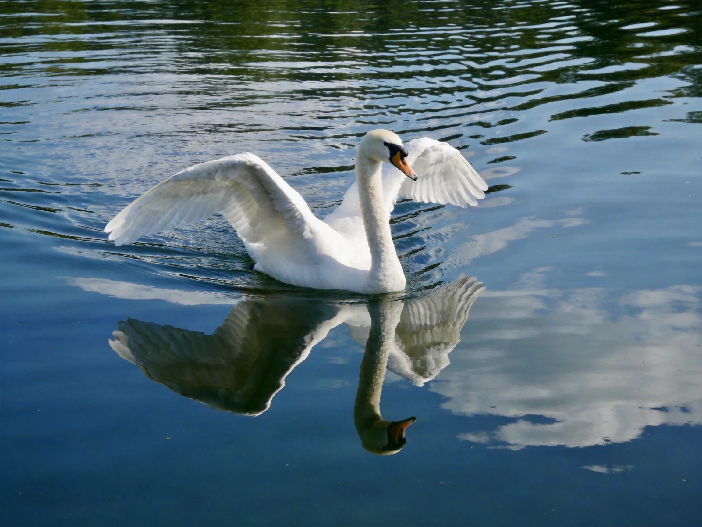 A white swan gliding with wings spread over calm blue water