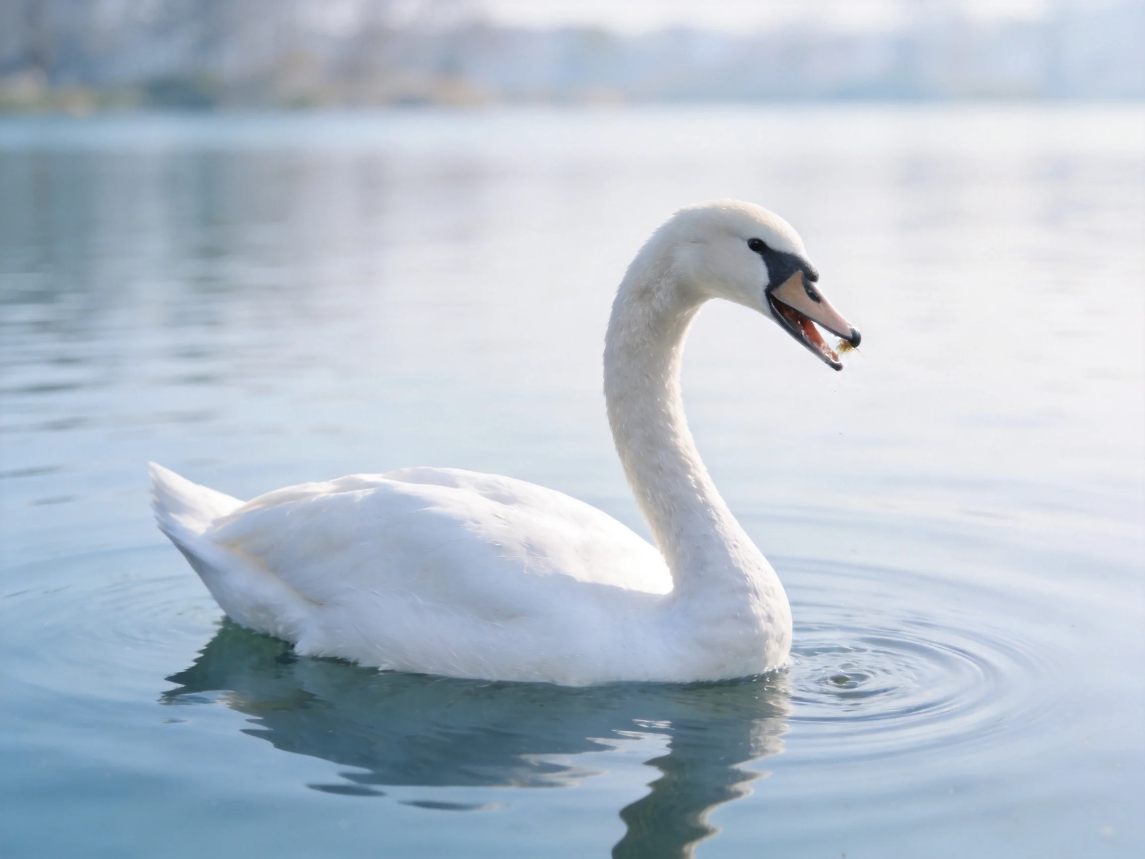 A white swan gracefully swims on calm blue water