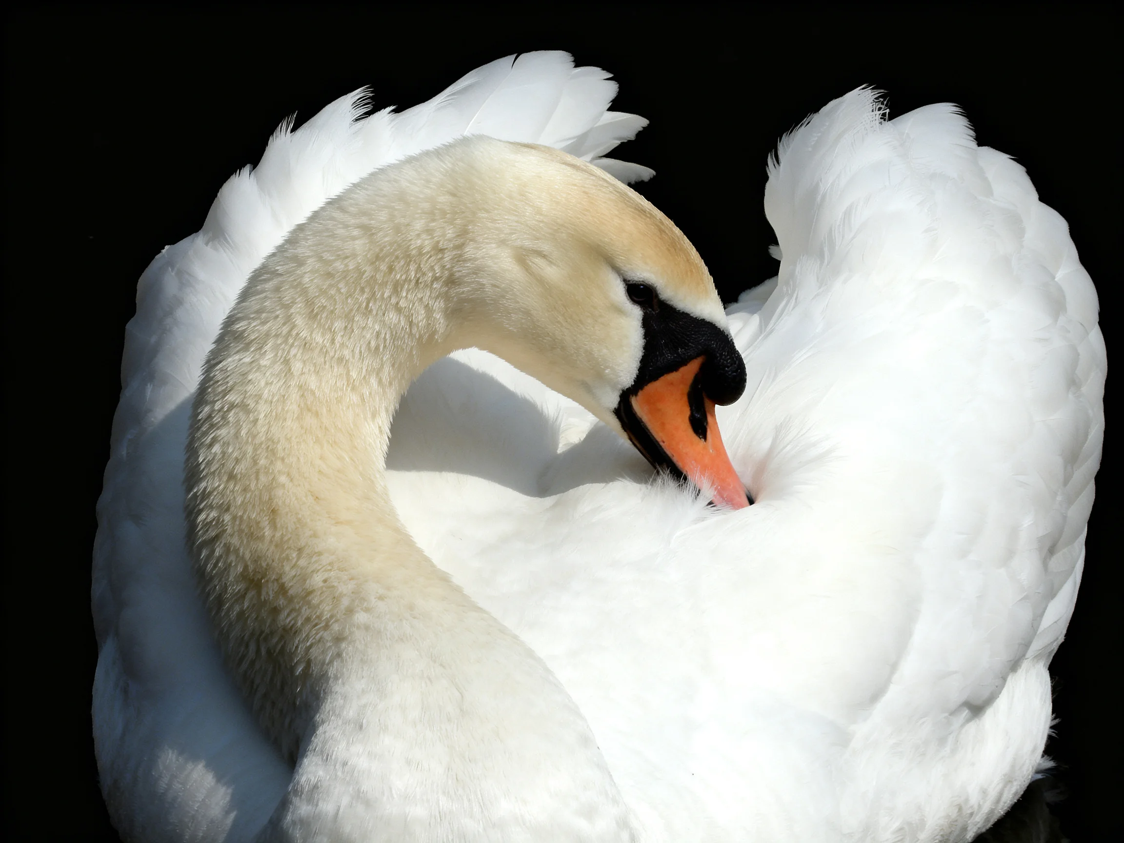 A white swan preening with an orange beak and black facial markings