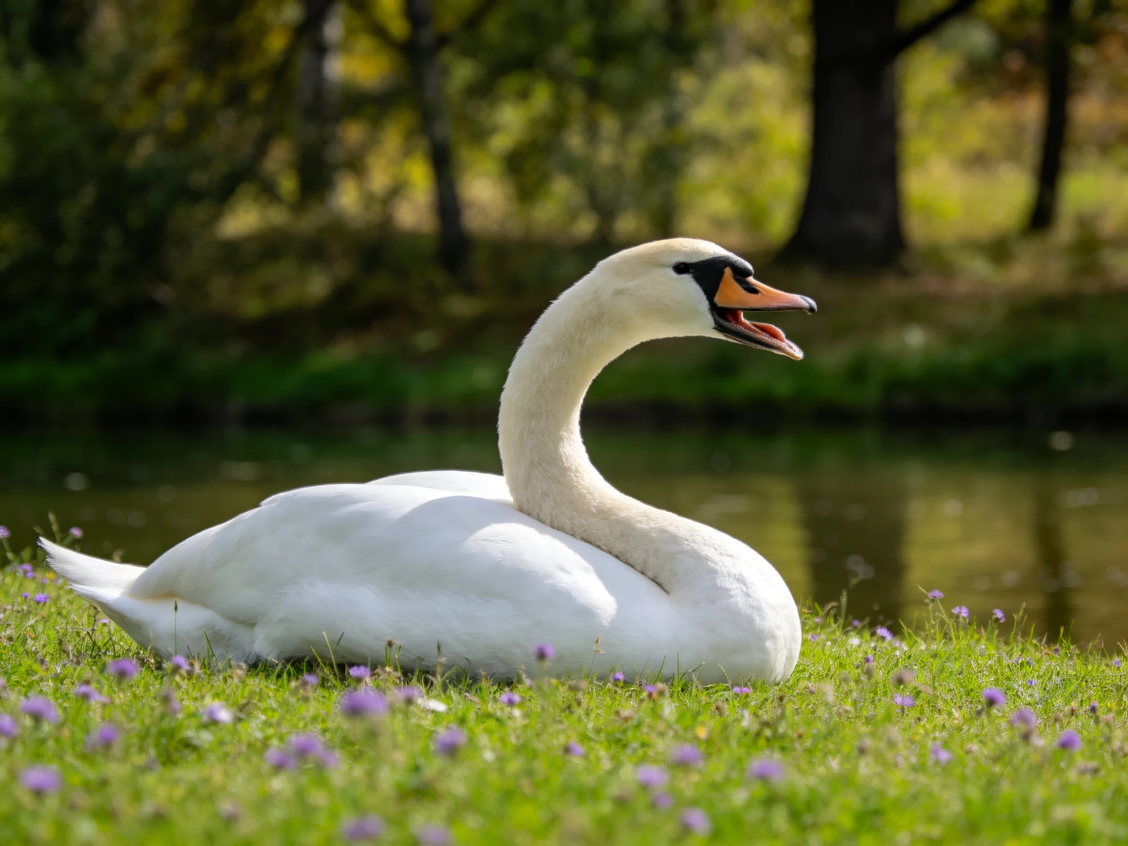 A white swan resting on grassy shore by calm water
