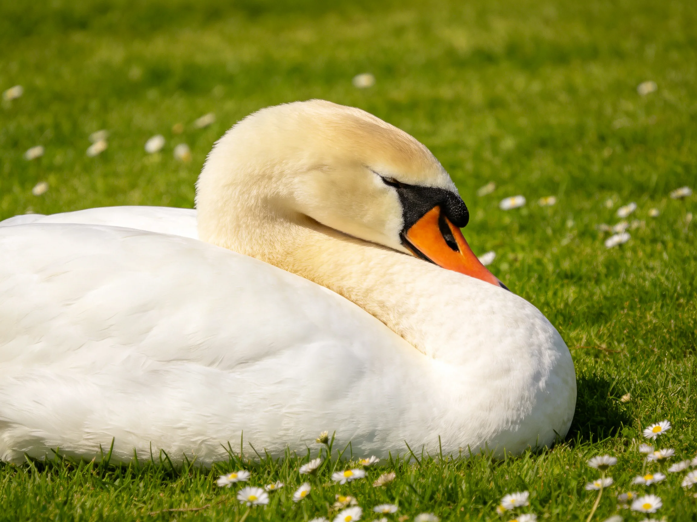 A white swan rests peacefully on green grass dotted with small flowers.