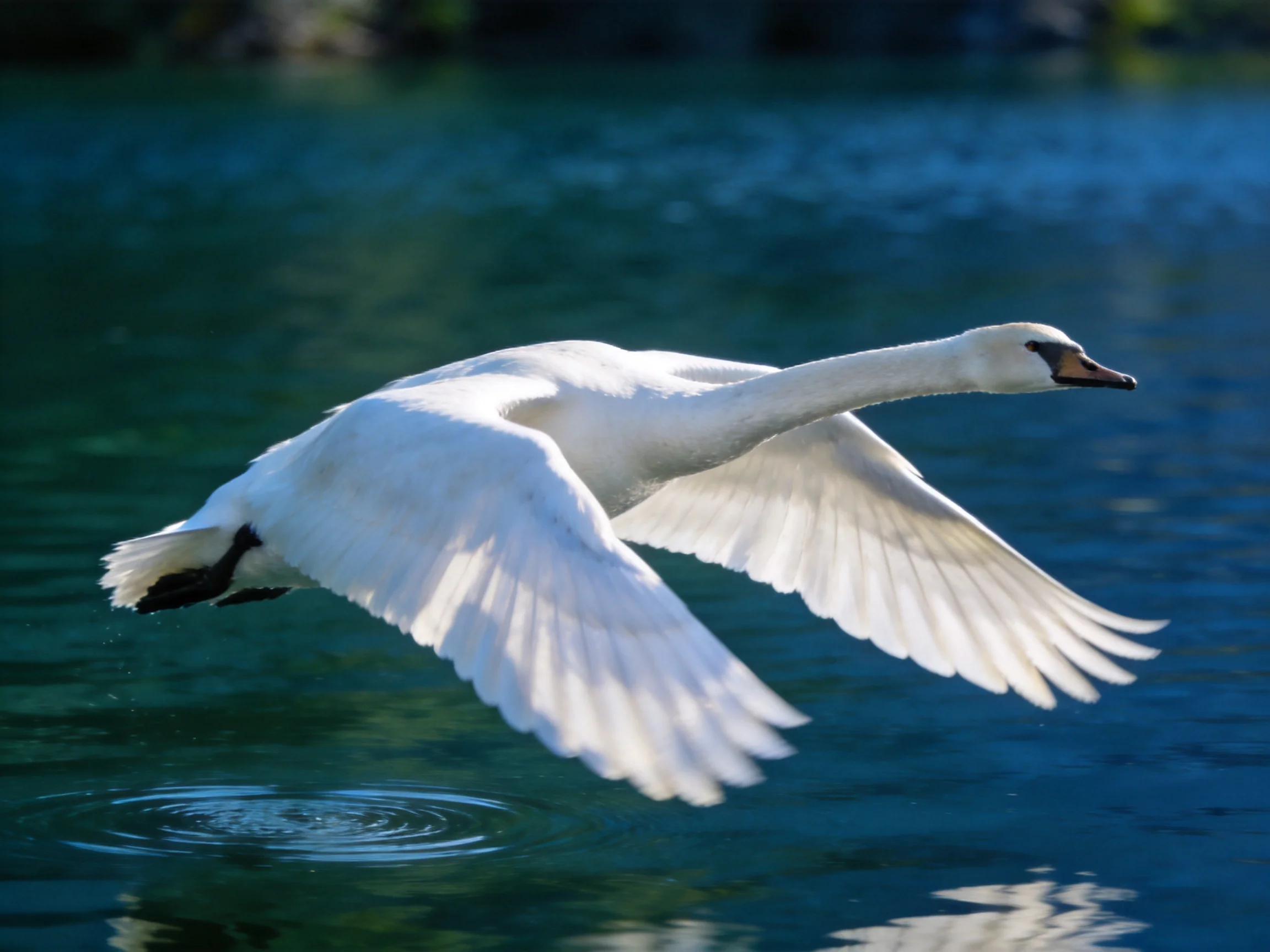 A white swan flies gracefully over calm, deep-blue water.