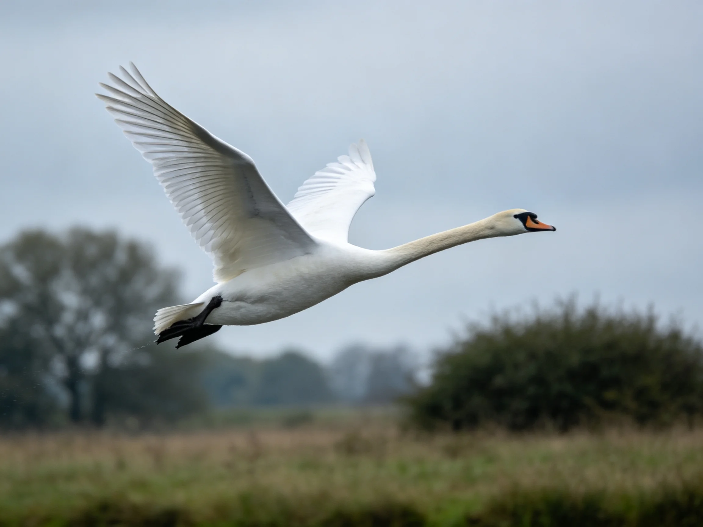 A white swan soaring over a grassy landscape with distant trees