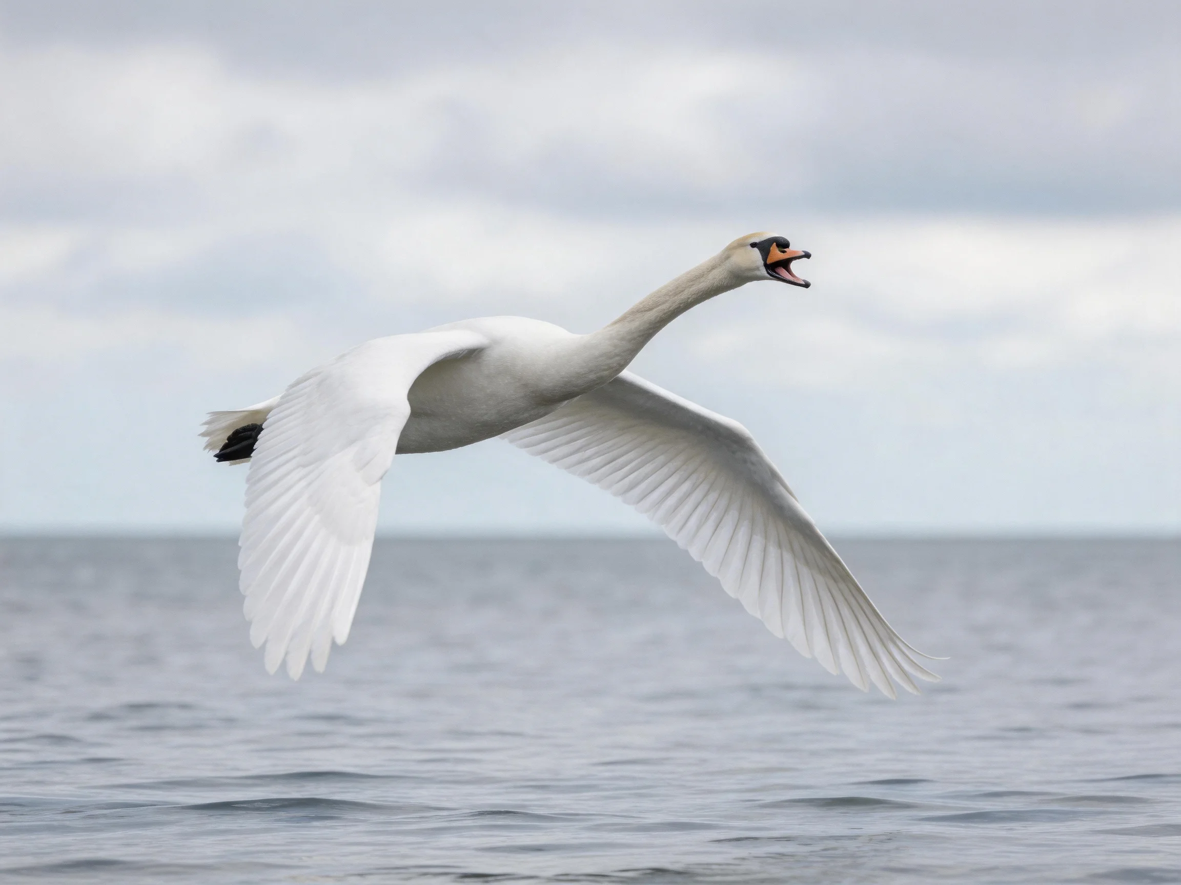 A white swan soaring over calm waters beneath a cloudy sky