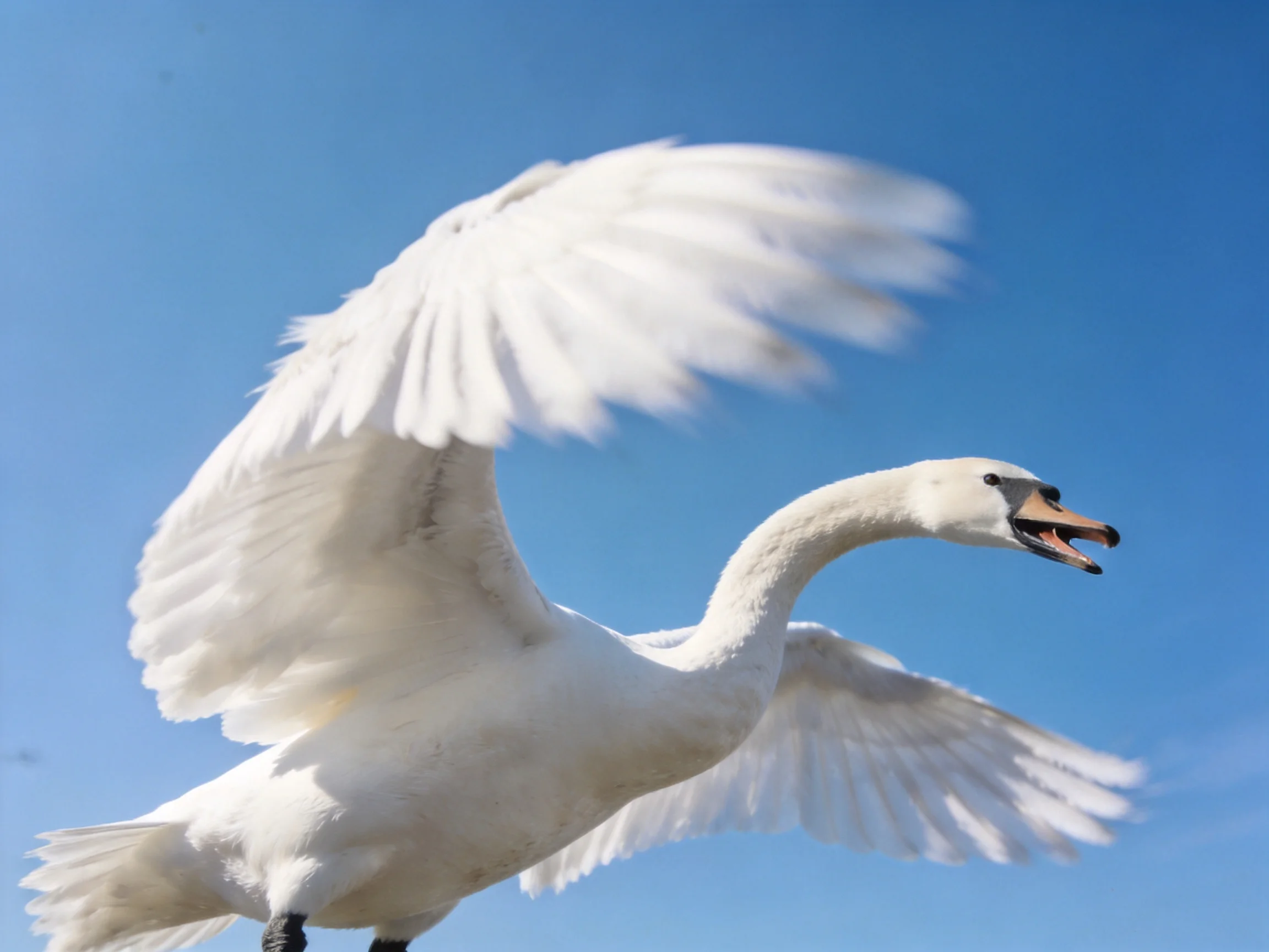 A white swan spreads wings against clear blue sky