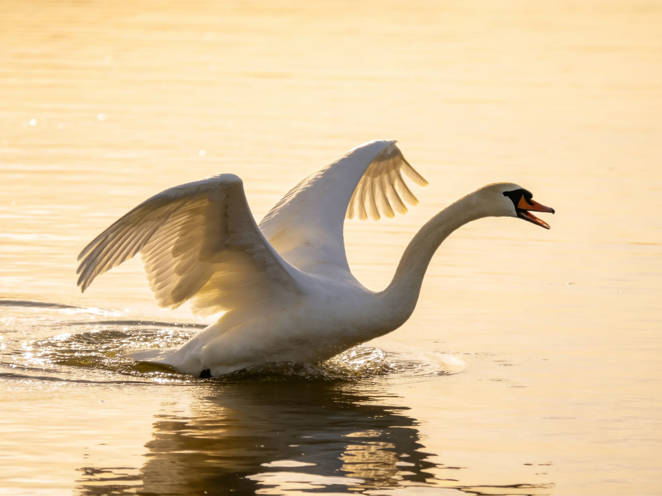 A white swan spreads wings in golden-hued water
