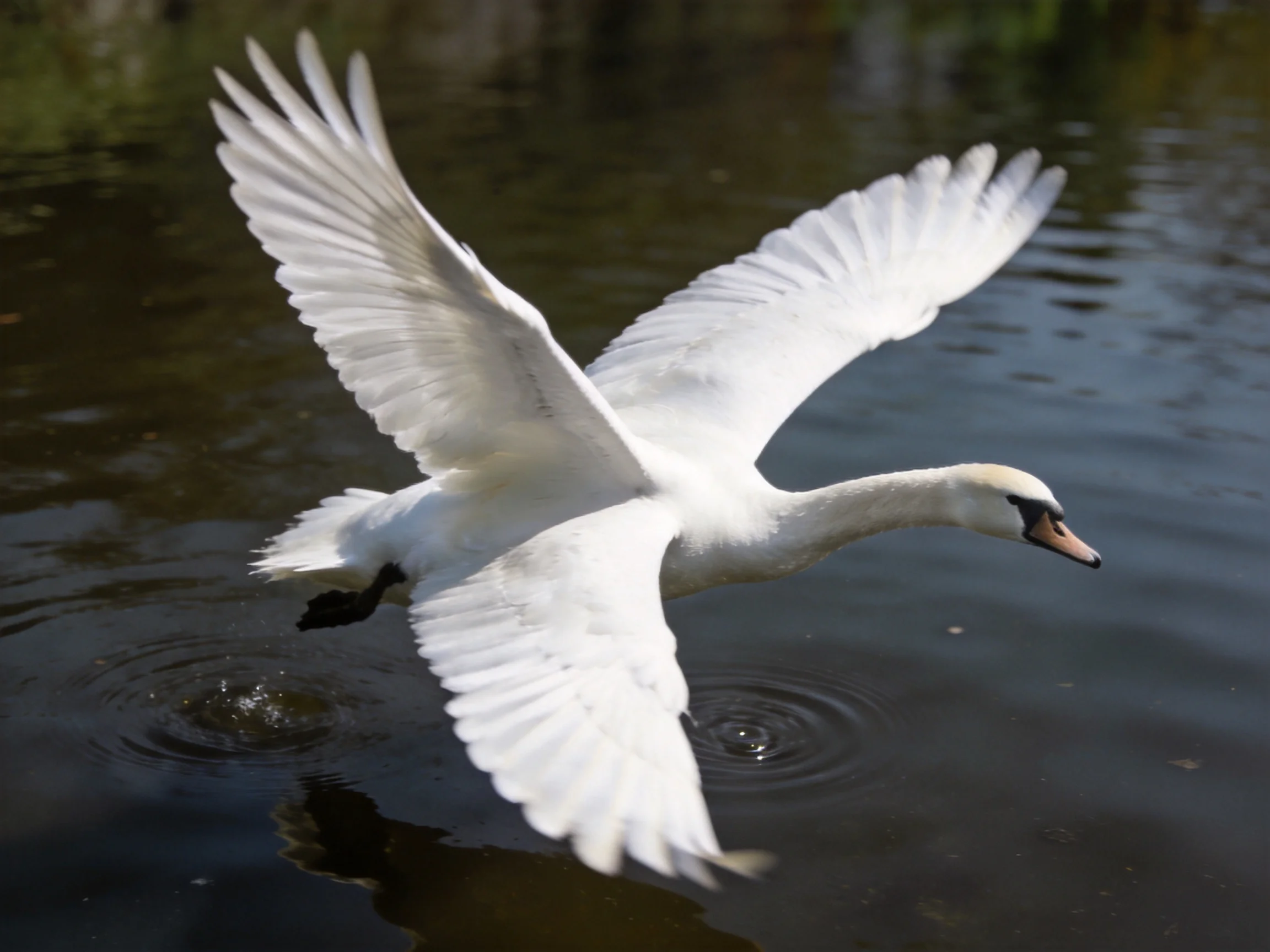 A white swan spreads wings mid-flight over dark water