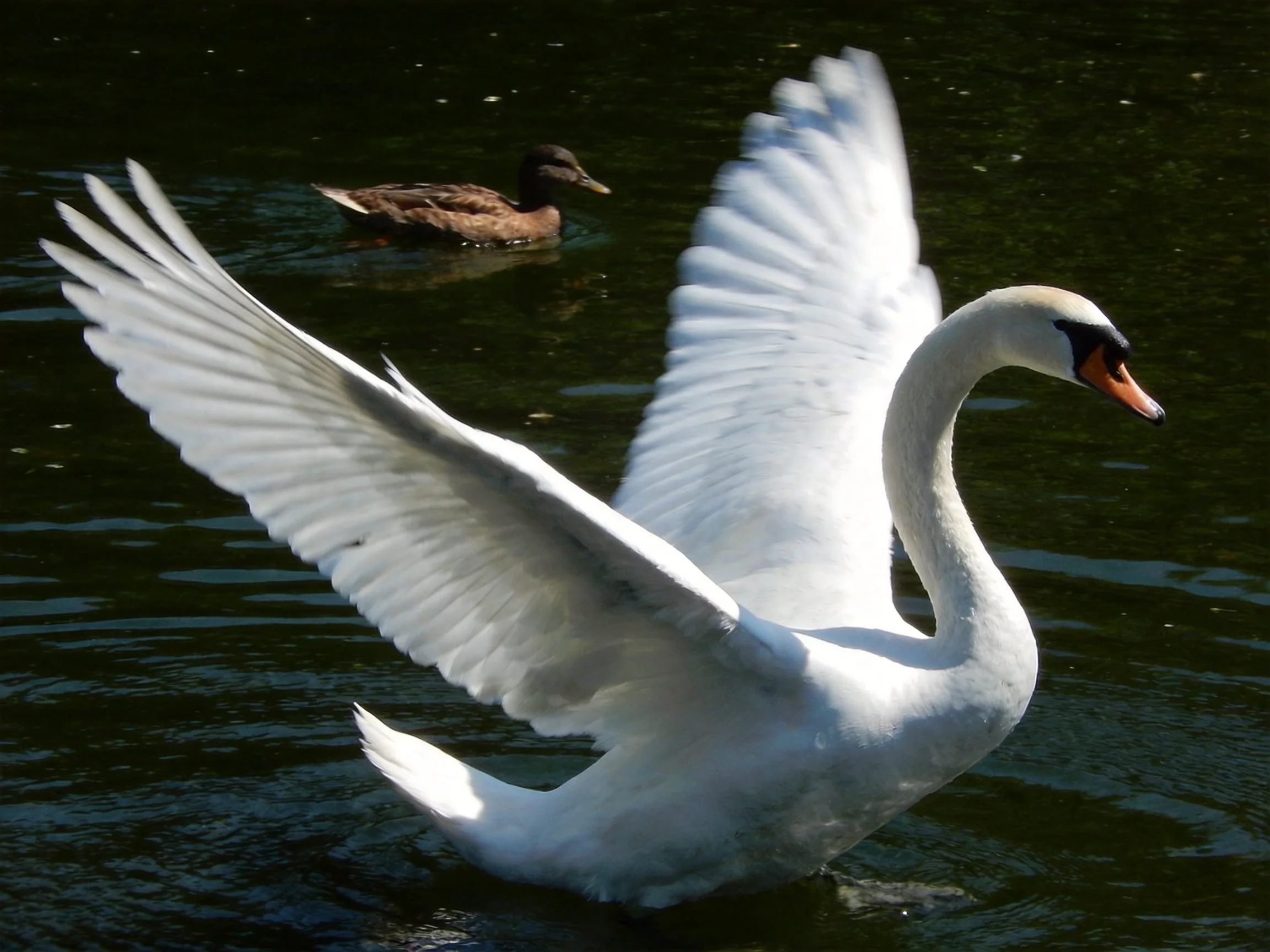 A white swan spreads wings near a brown duck in dark water