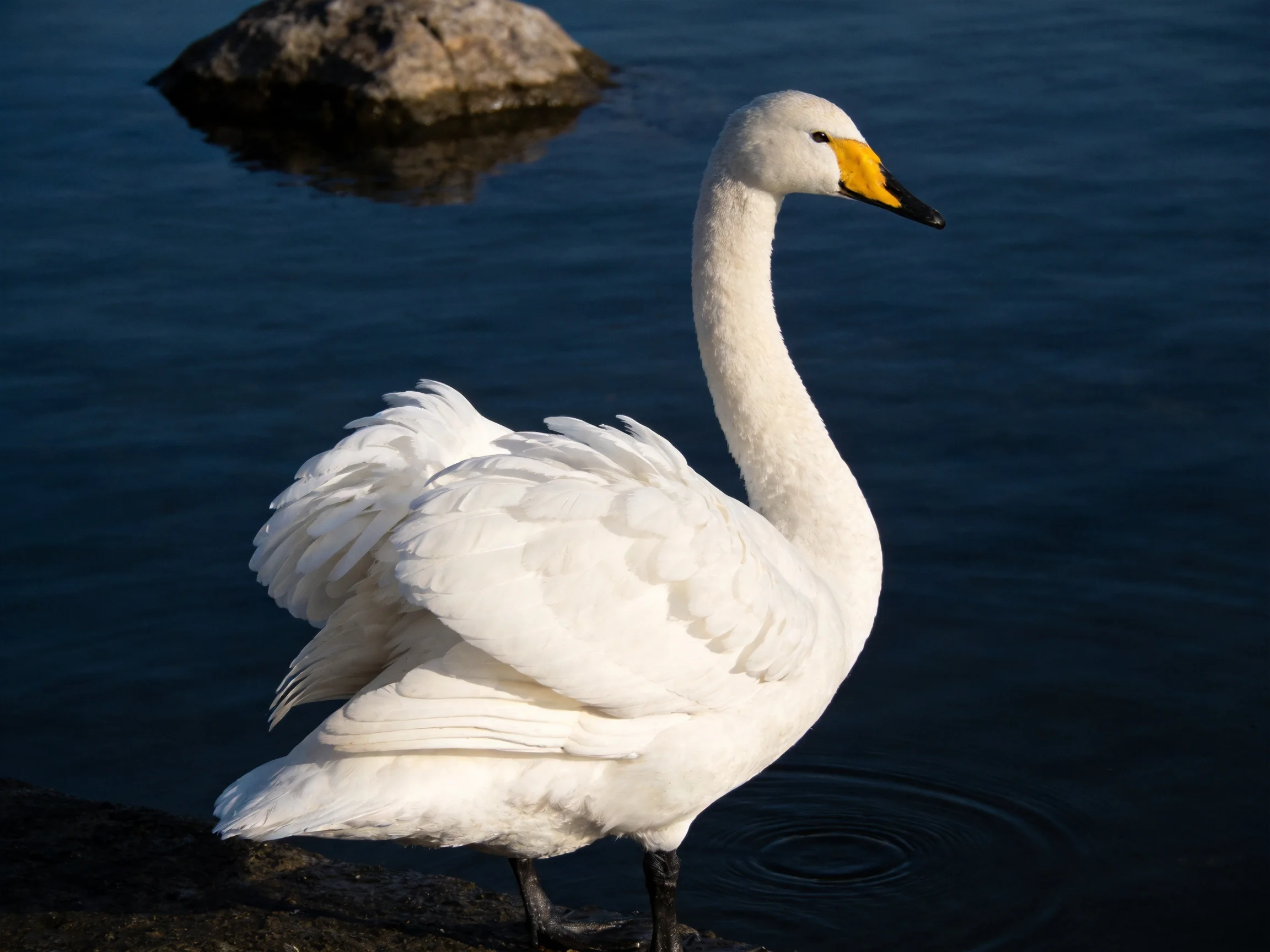 A white swan stands by calm dark blue water near a rock.