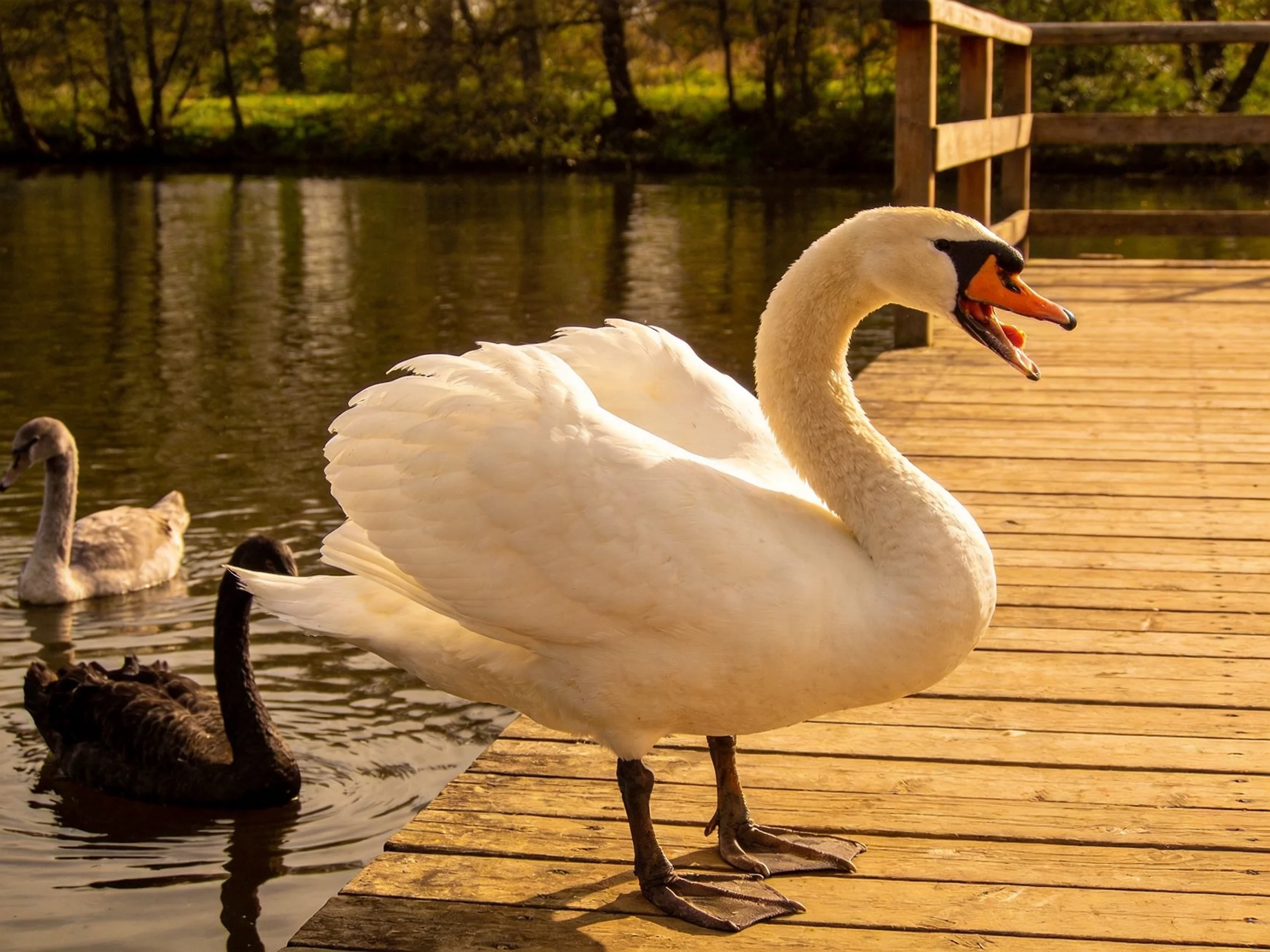 A white swan stands on a wooden dock with two swans in the water