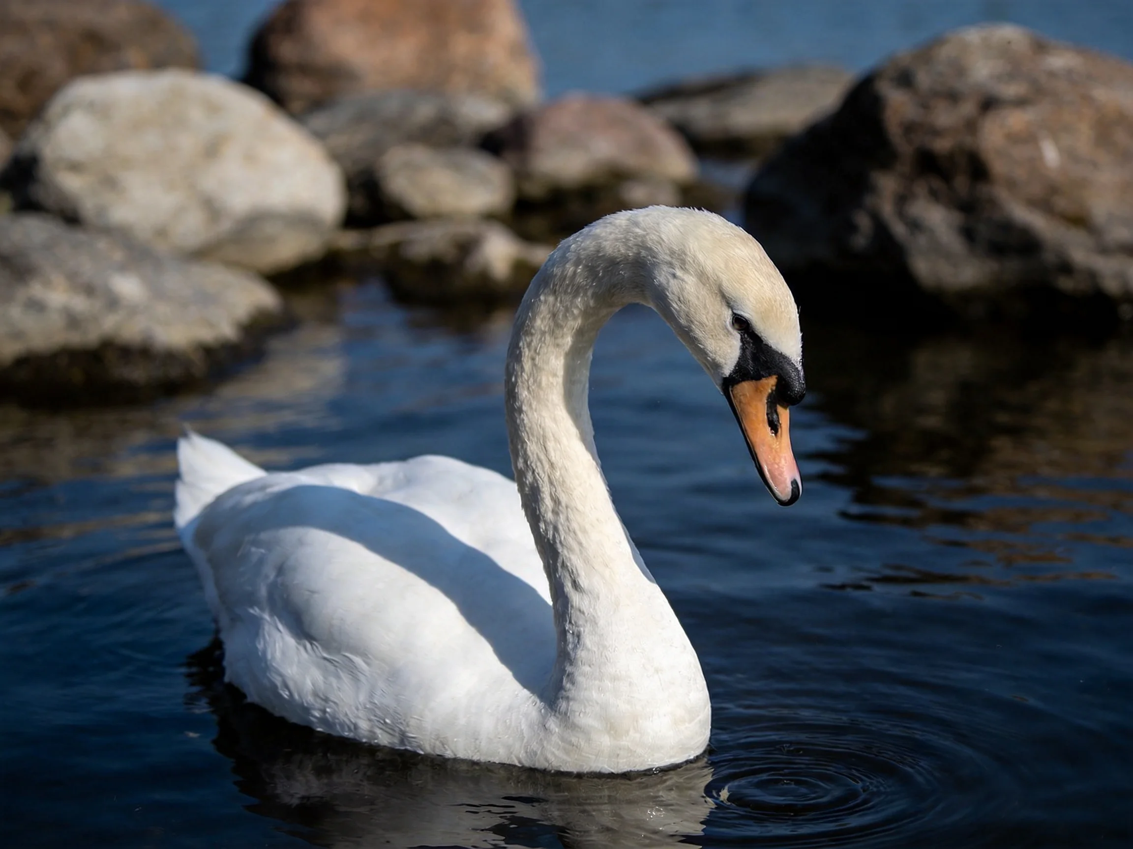A white swan swimming in calm water near large rocks