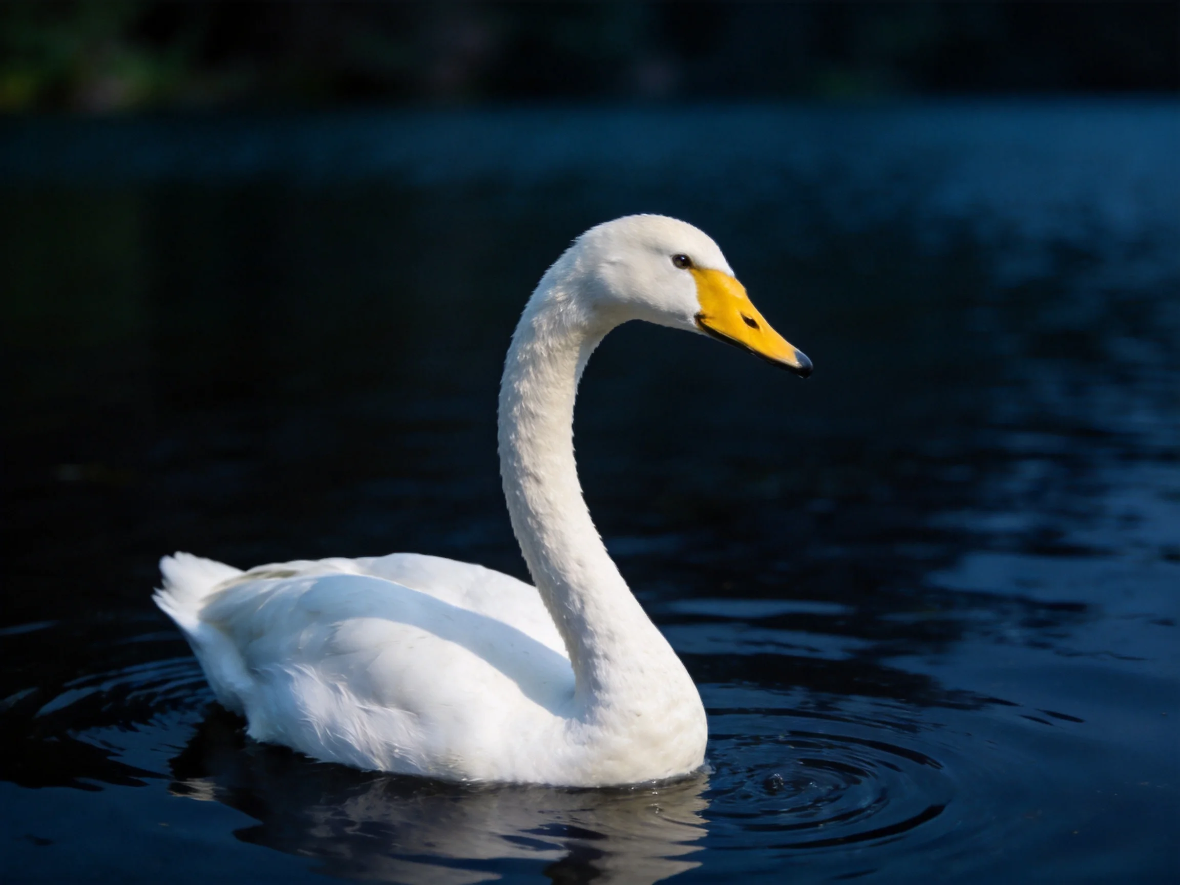 A white swan swimming in dark blue water with a yellow beak