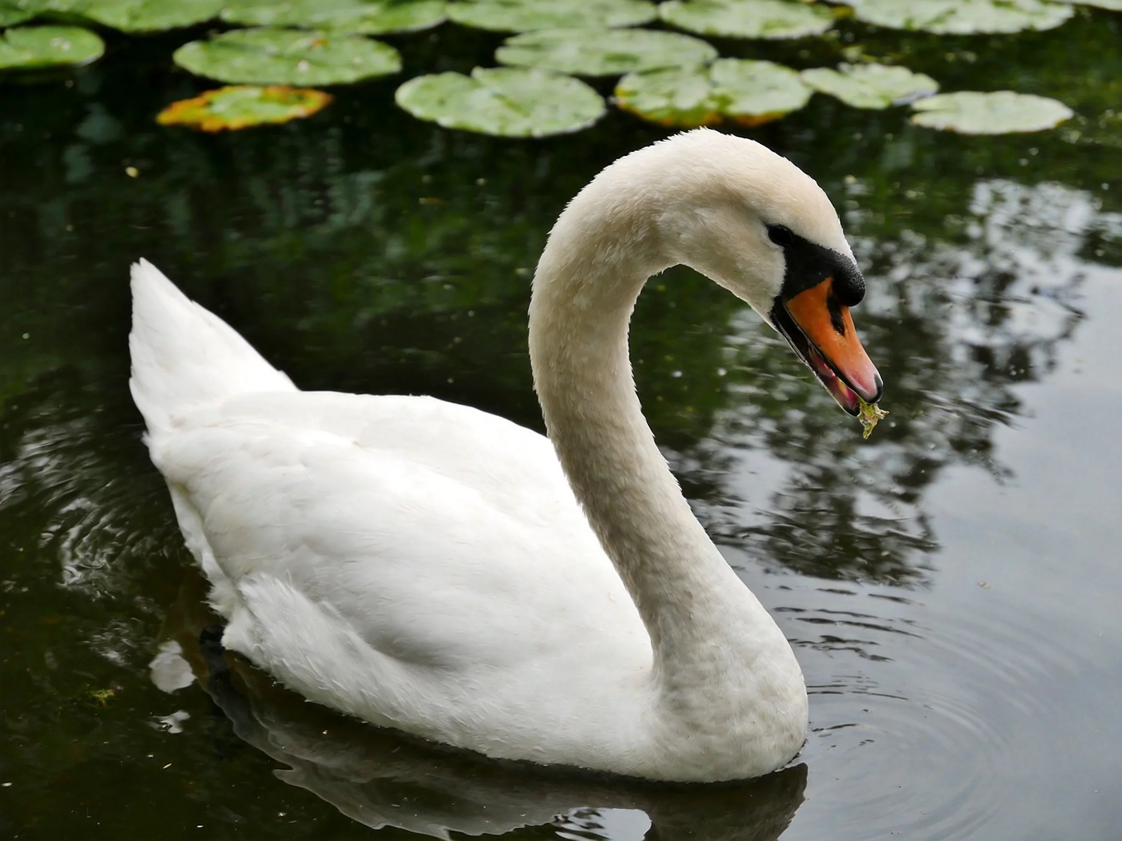 A white swan swimming near lily pads in calm water