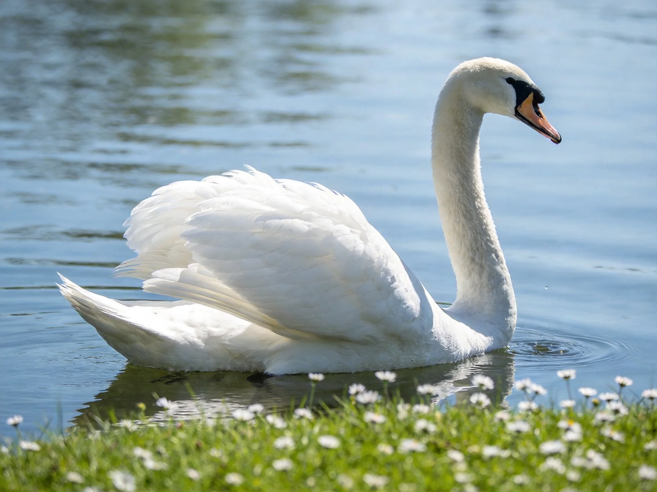 A white swan swimming on calm blue water near green grass