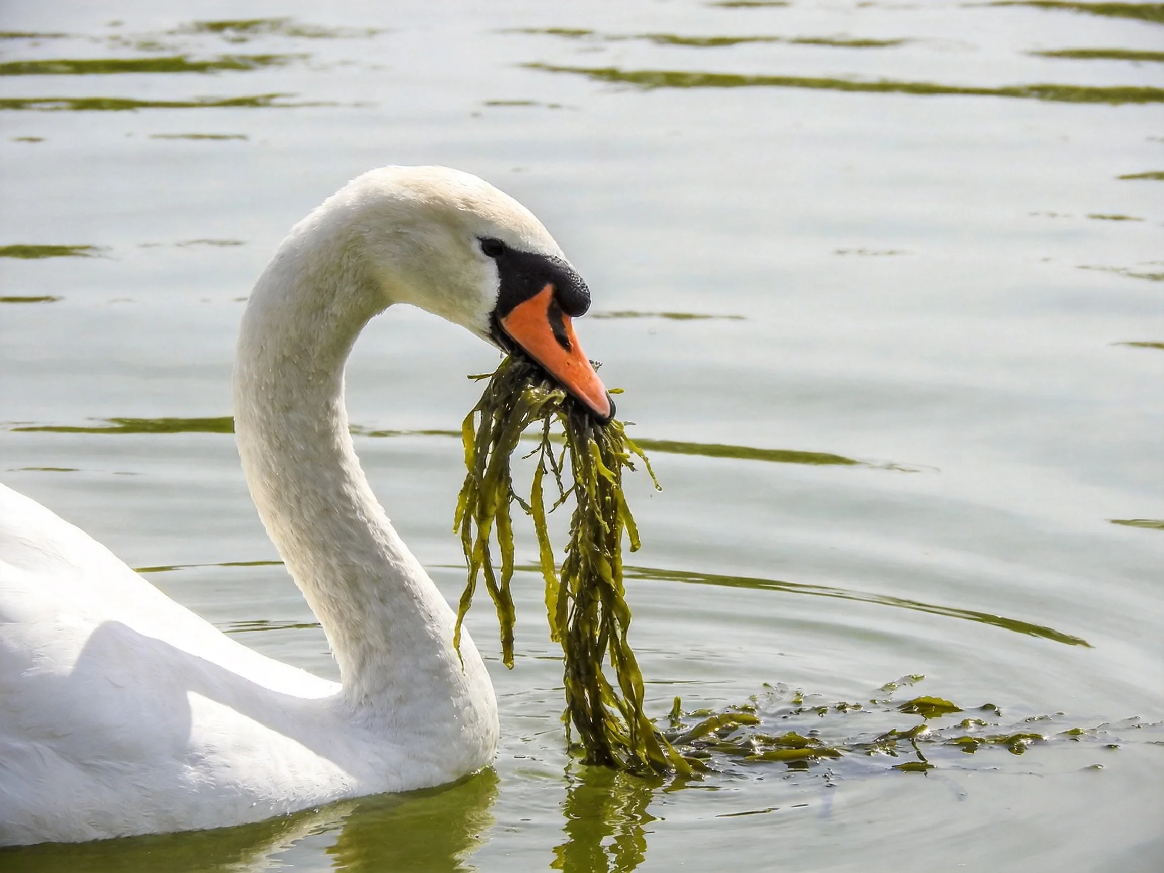 A white swan swimming with green seaweed in its orange beak