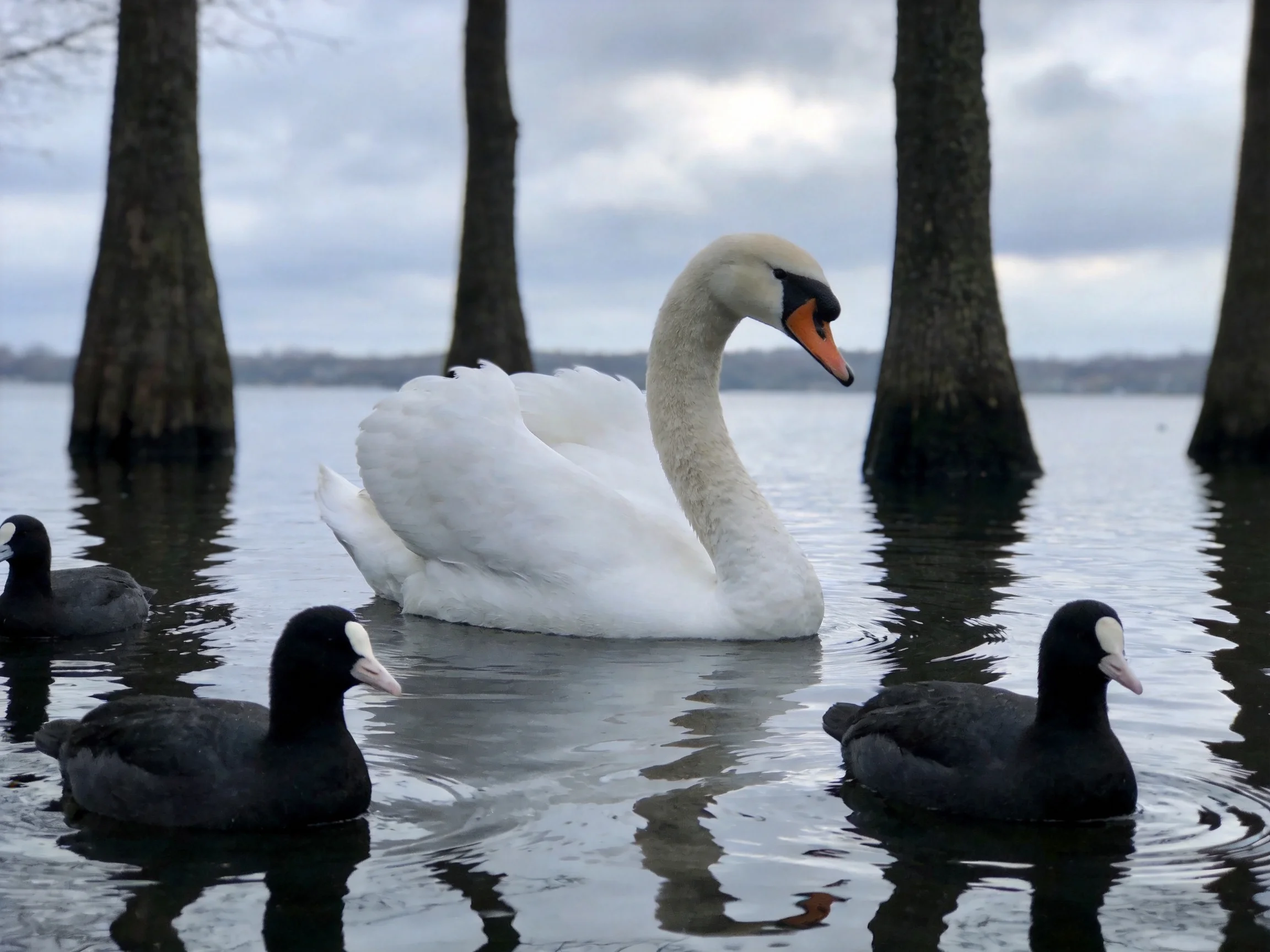 A white swan swims with black birds near tall tree trunks