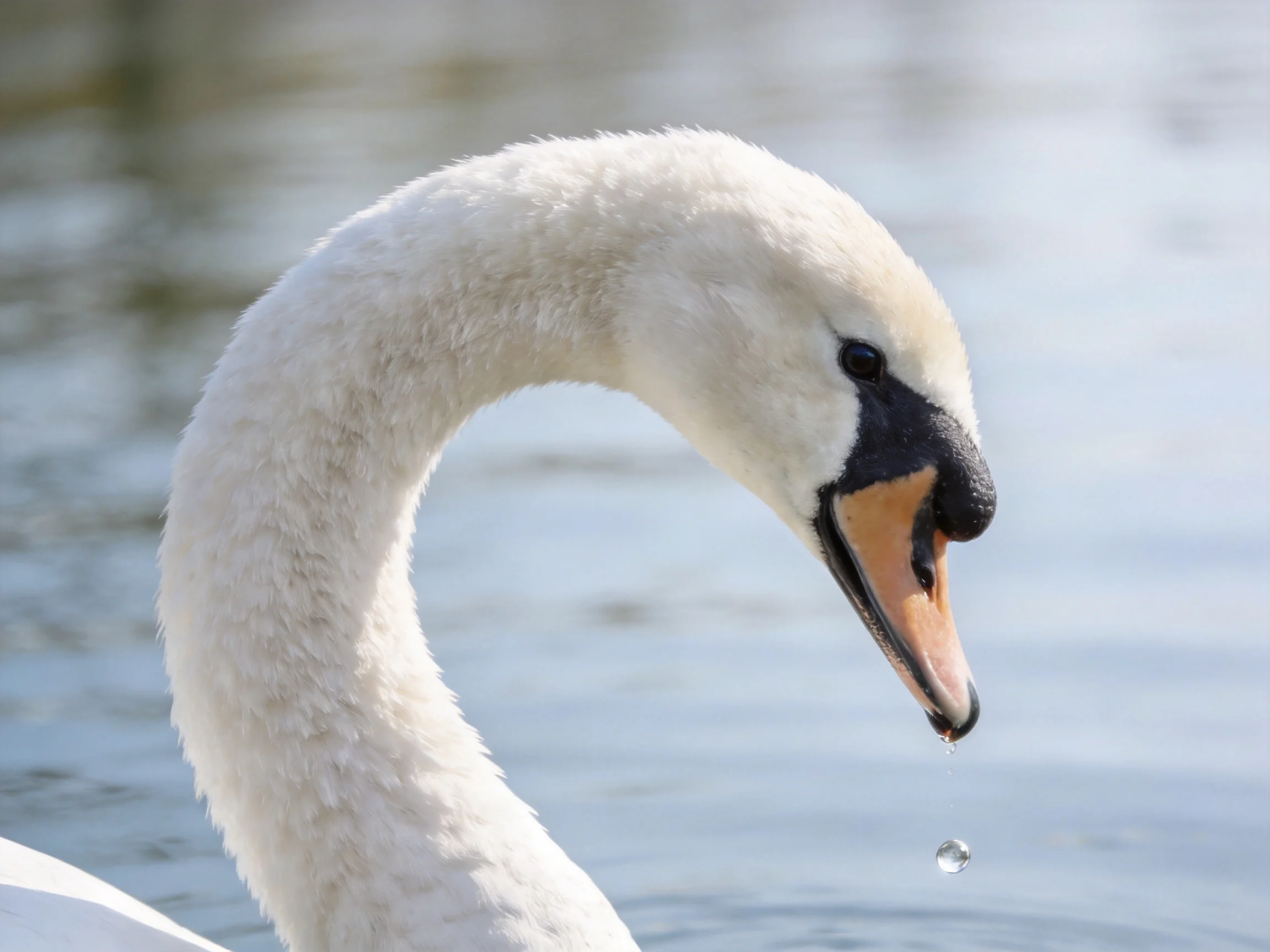 A white swan with a black and orange beak near calm water