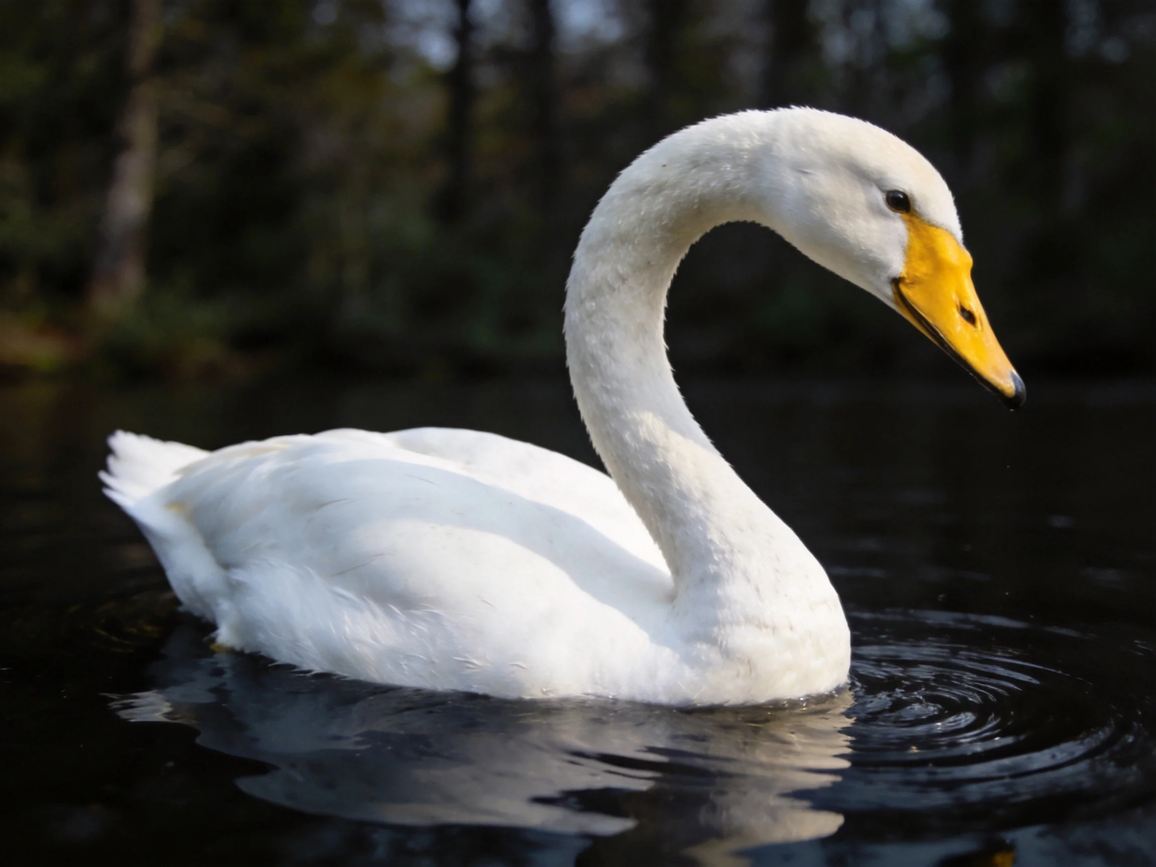 A white swan with a bright yellow beak swims in dark water