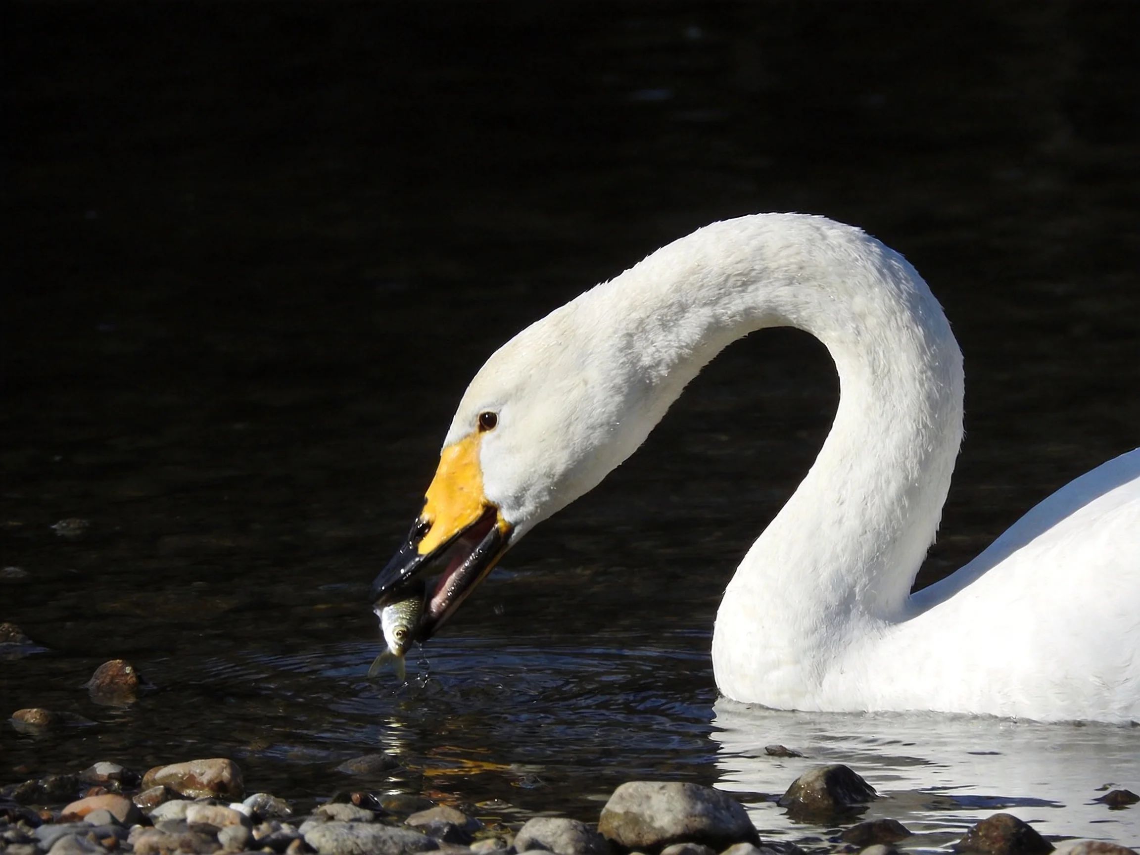A white swan catches a small fish from dark waters close to stones.