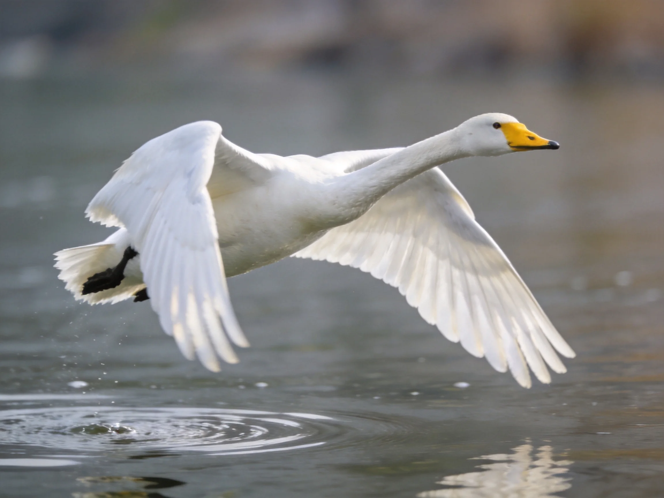 A white swan with a yellow beak flies near the waters surface.