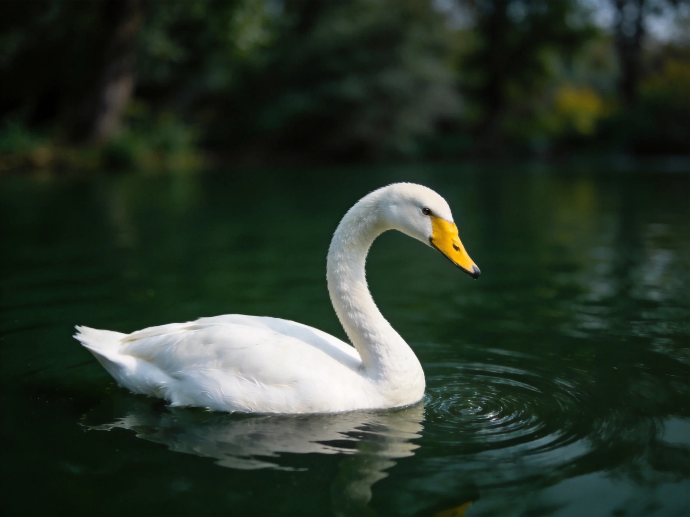 A white swan with a yellow beak glides on dark green water