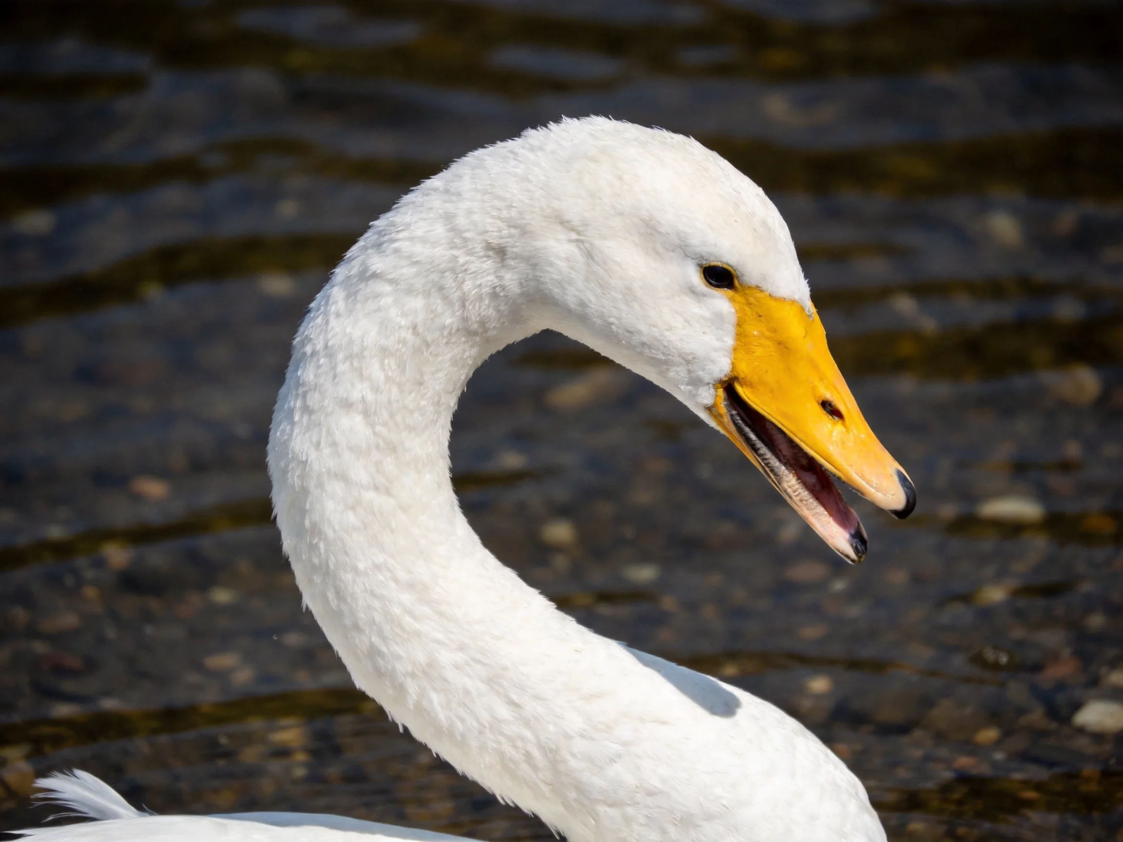 A white swan with a yellow beak is positioned near rippling water.