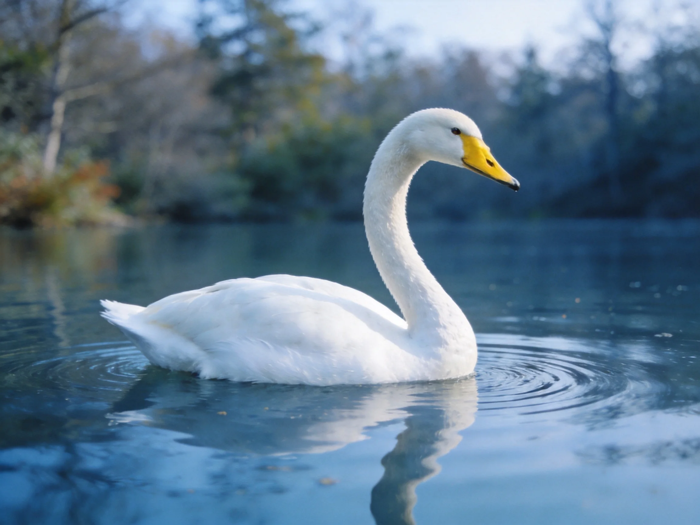 A white swan glides peacefully over calm blue water near trees.