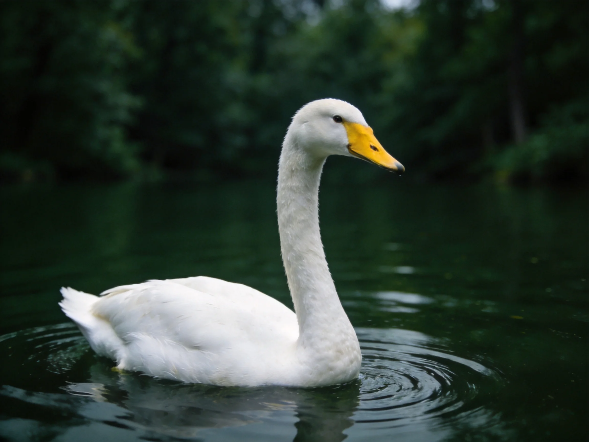 A white swan with a yellow beak floats serenely in water with dark green trees in the background