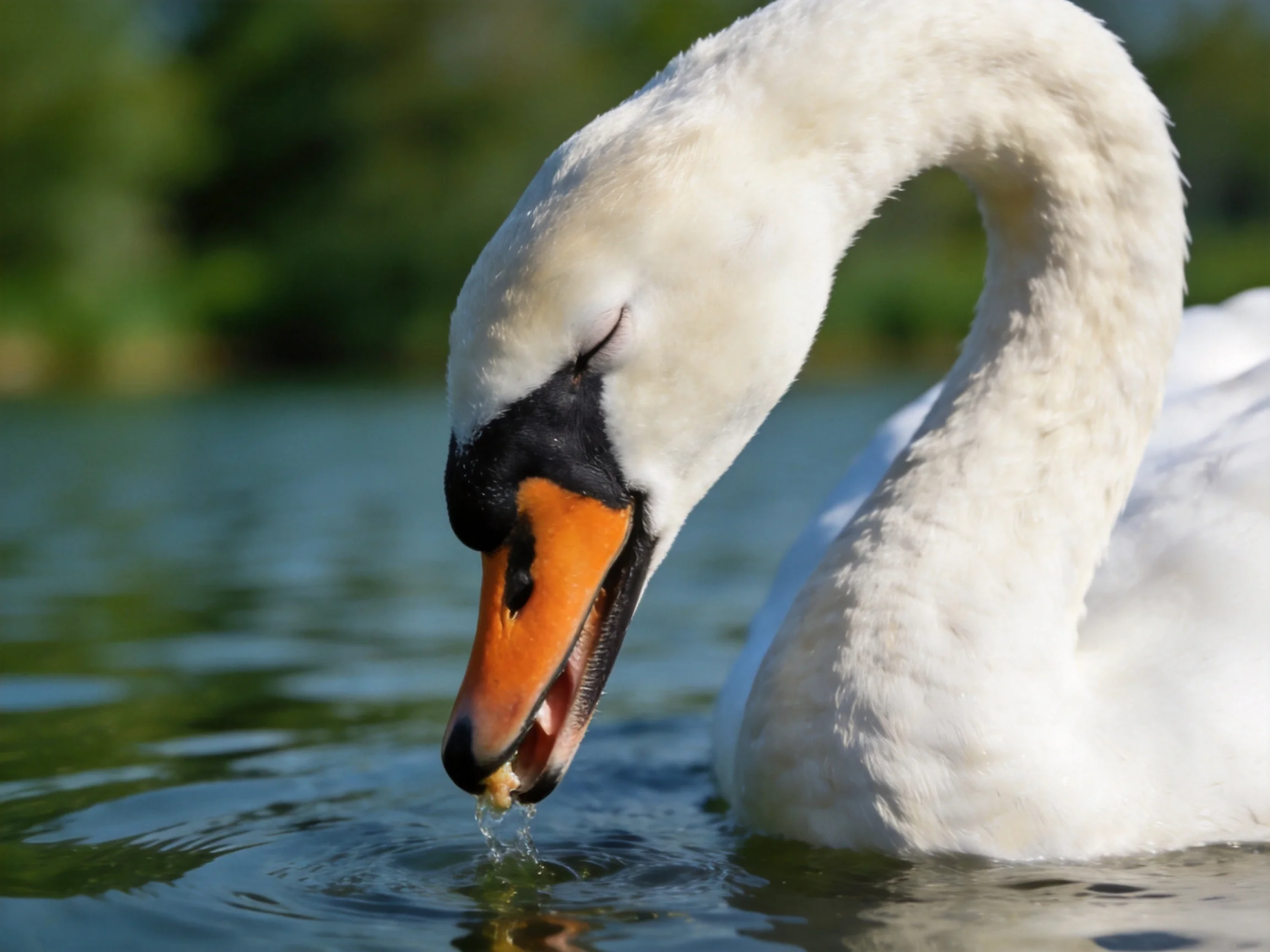 A white swan with an orange beak feeding in calm water