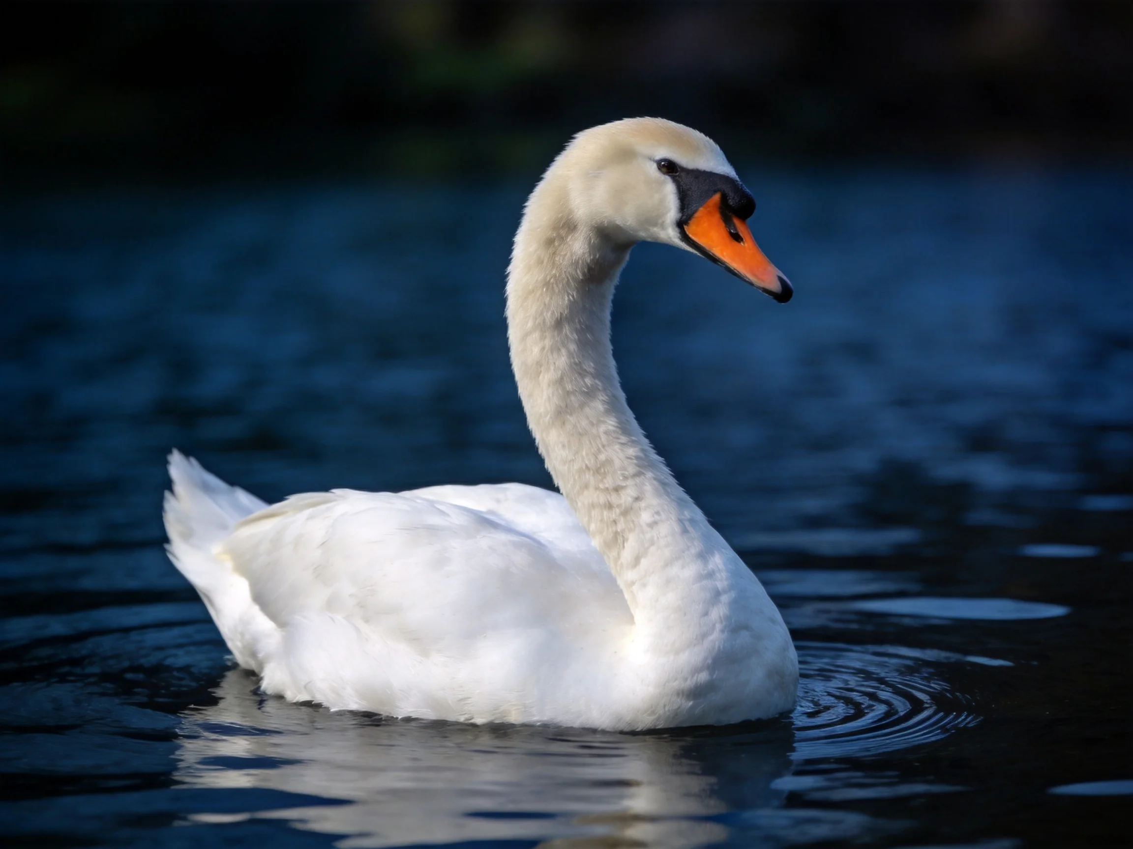 A white swan with an orange beak gliding on dark blue water