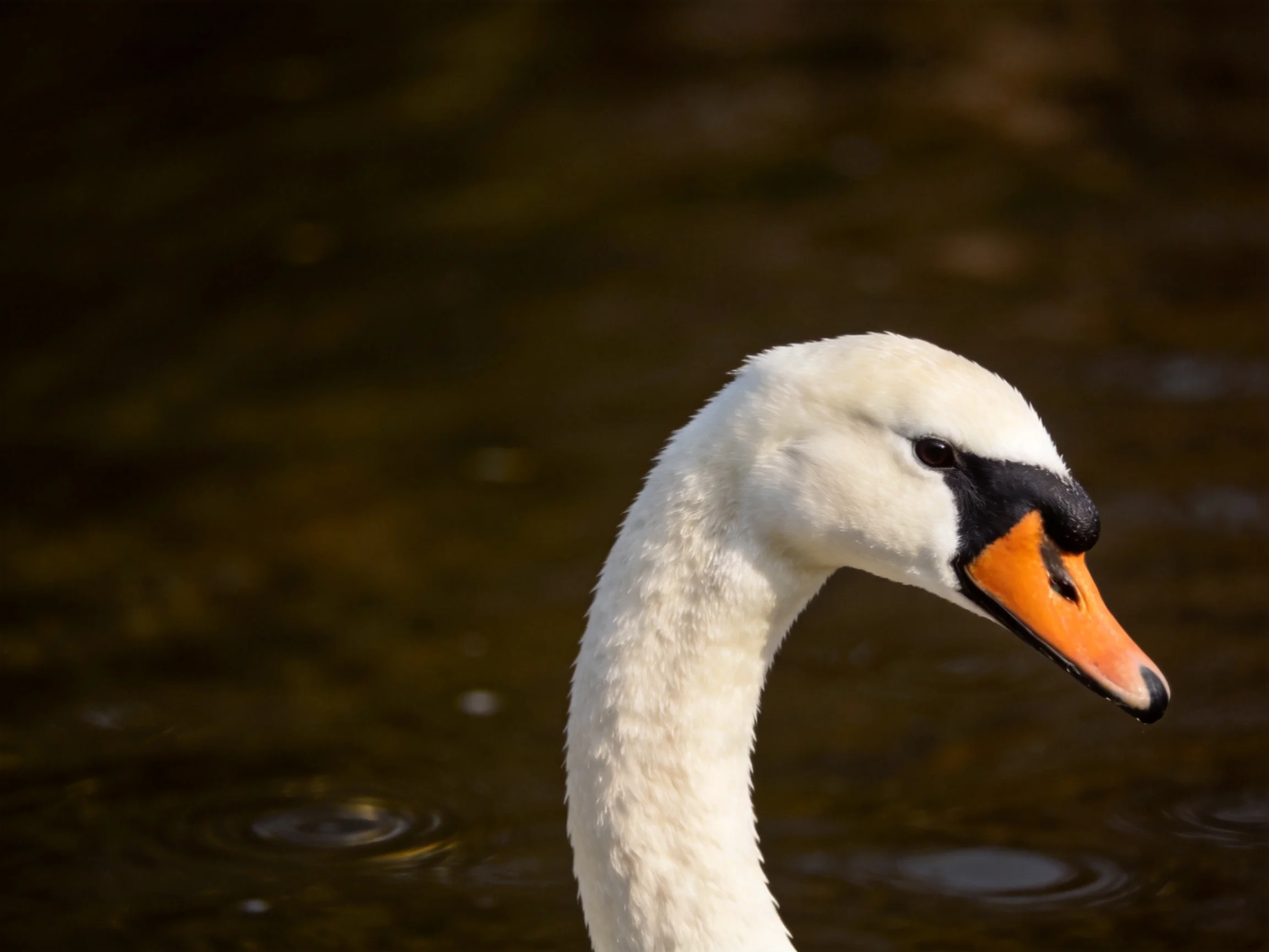 A white swan with an orange beak near dark water