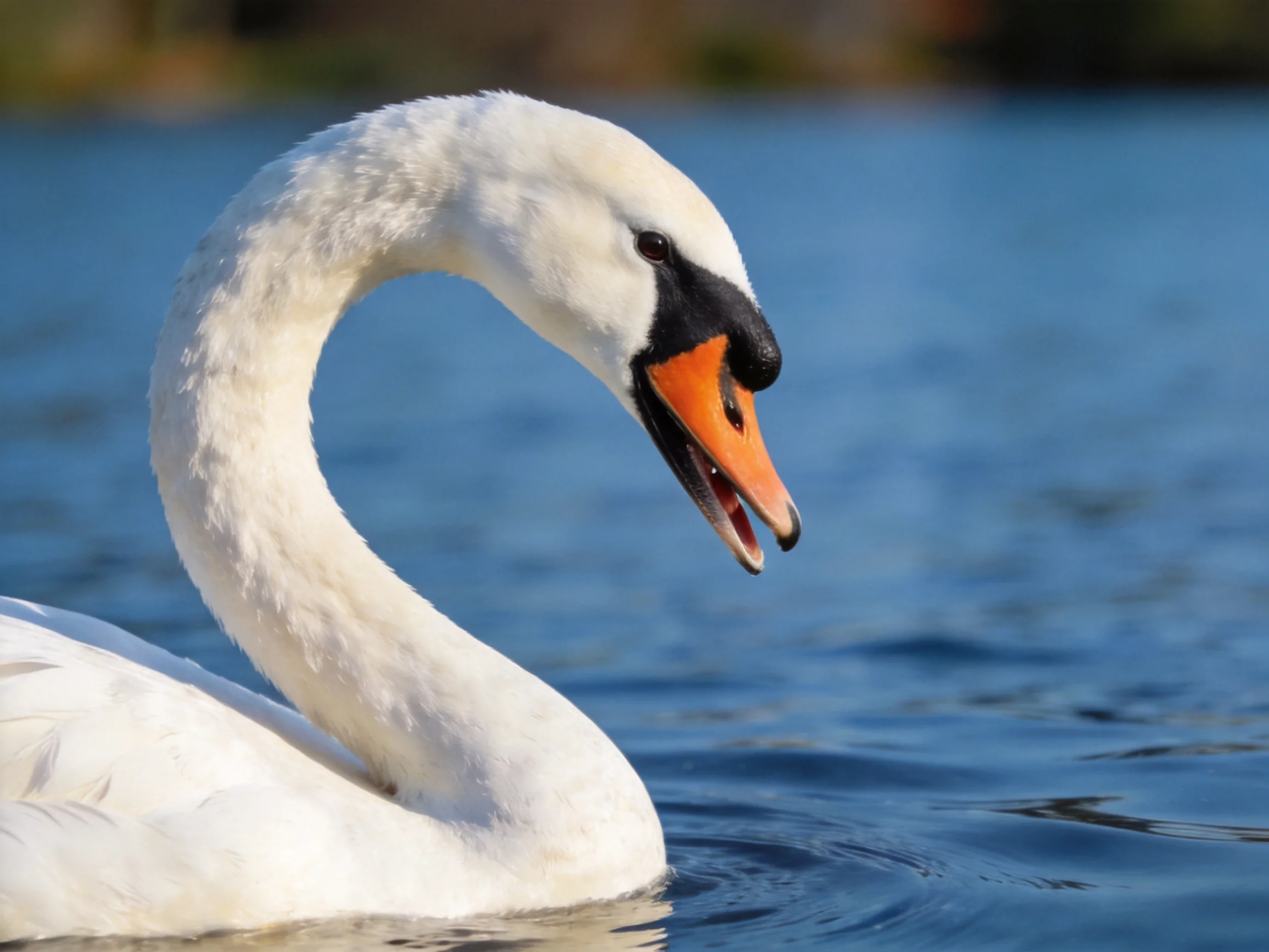 A white swan with an orange beak swims in calm blue water