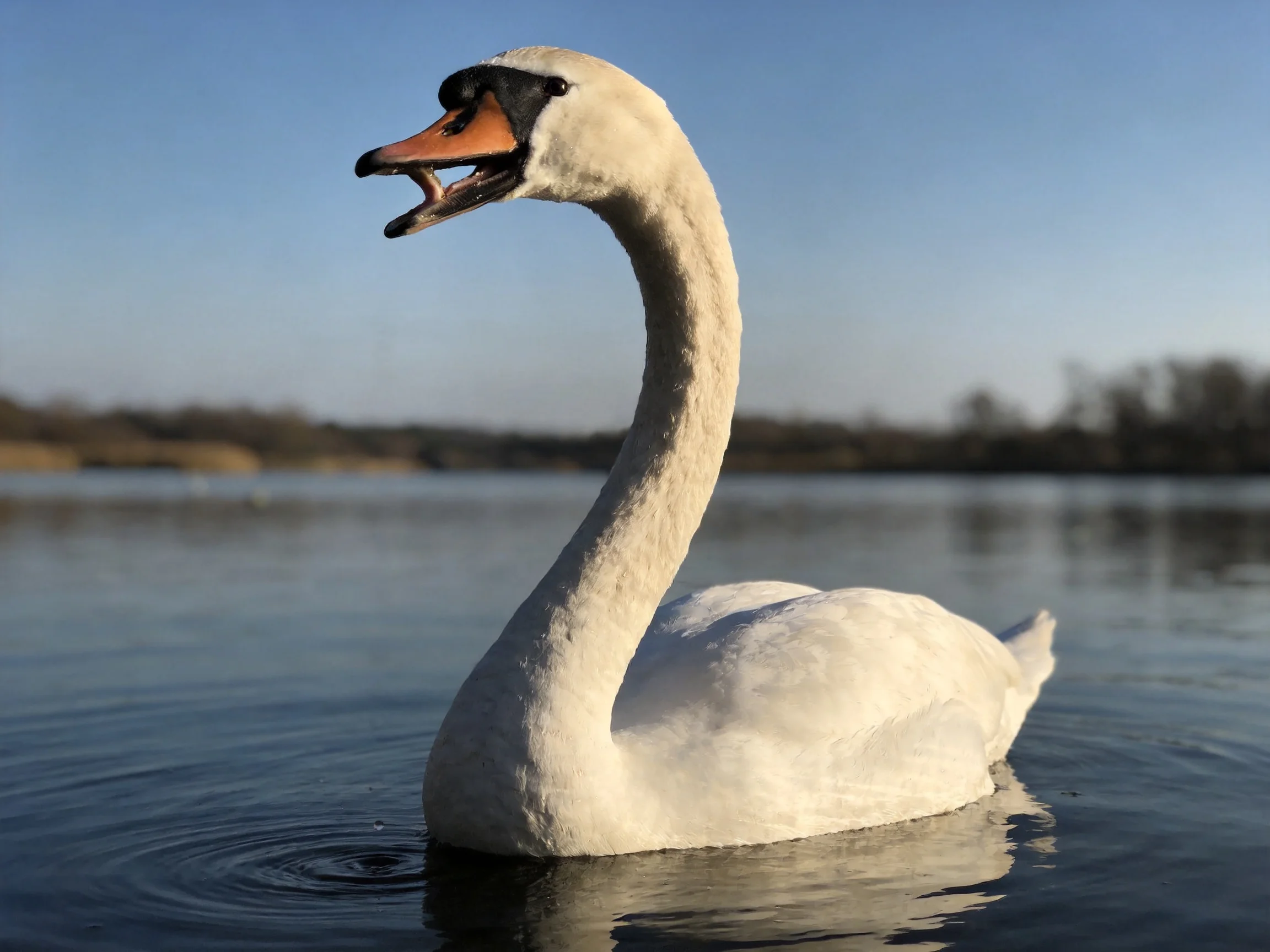 A white swan floats serenely on calm water under a clear sky.