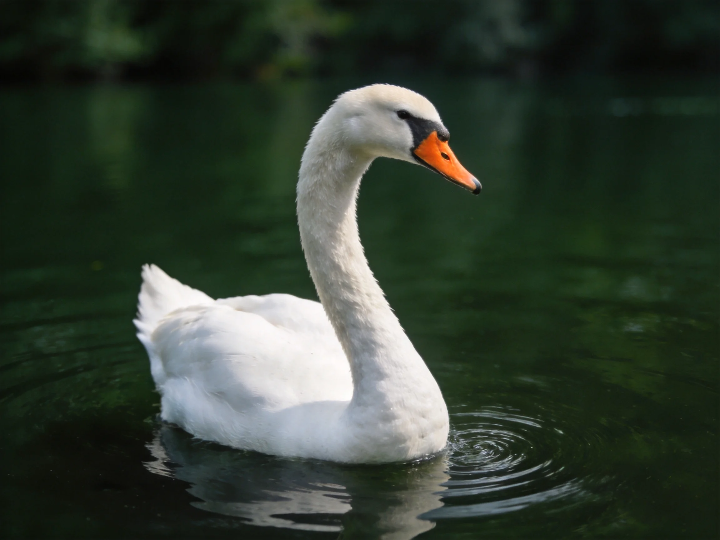 A white swan with an orange beak swims in dark green water