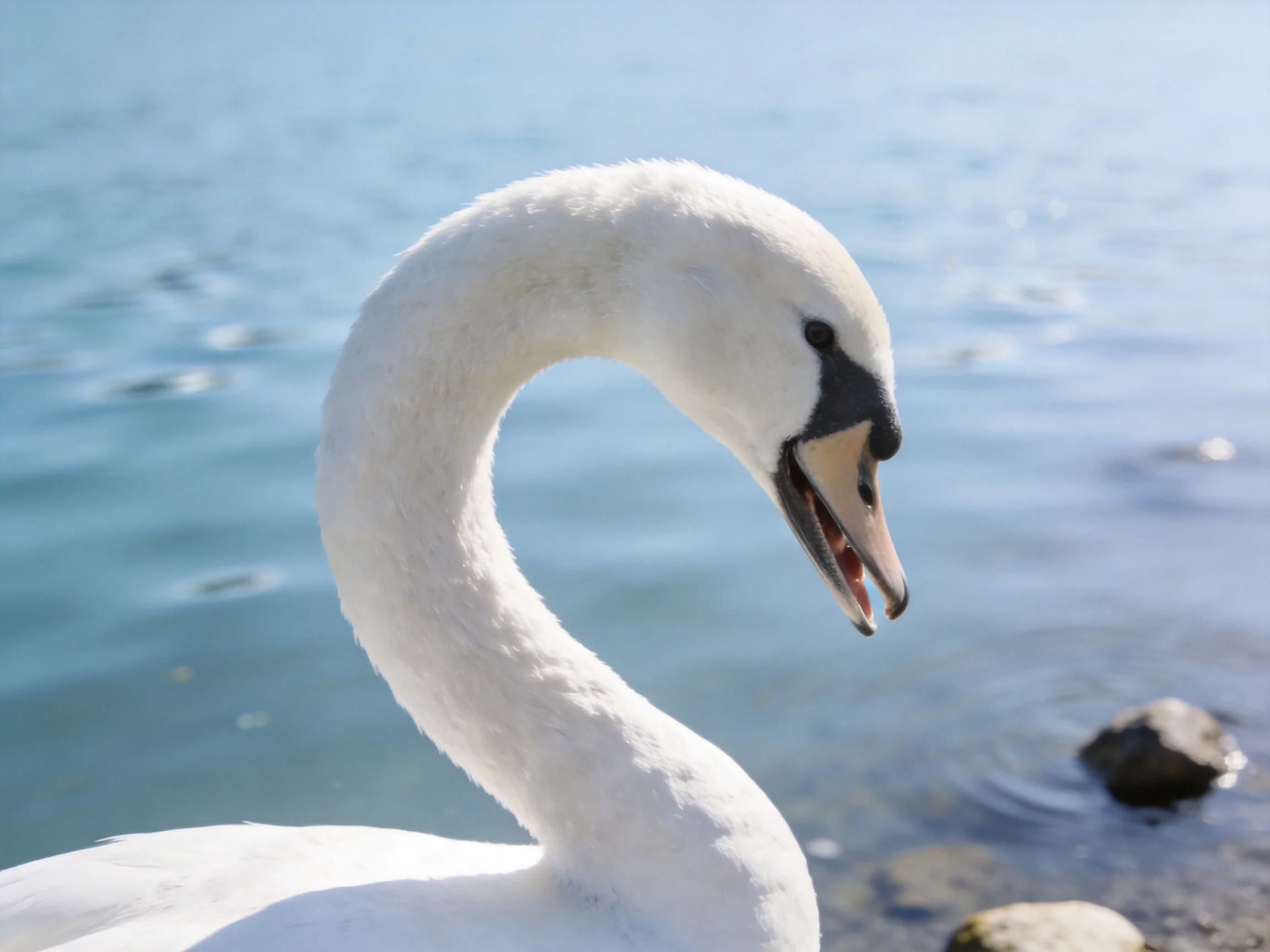 A white swan with curved neck near calm blue water