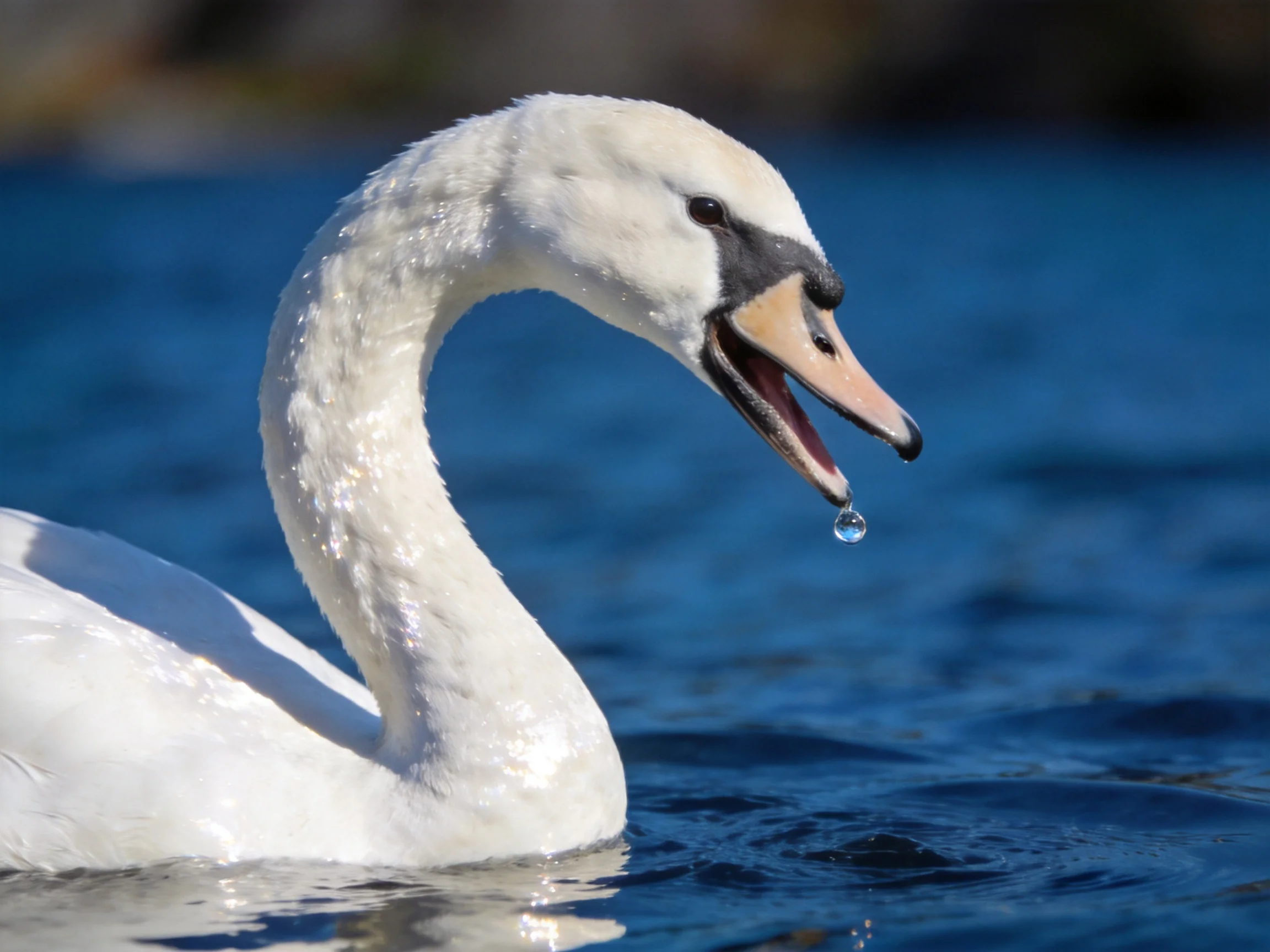 A white swan with droplet near open beak on blue water