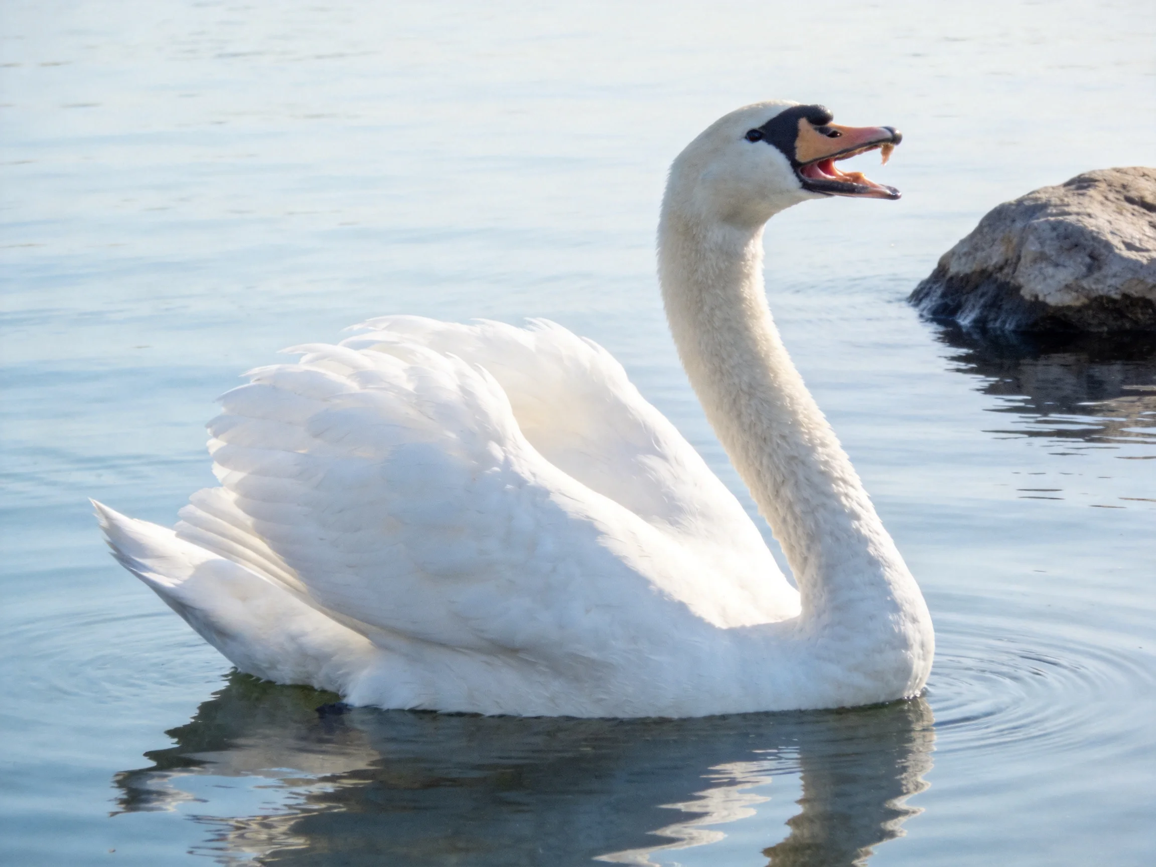 A white swan with open beak near a rock in calm water