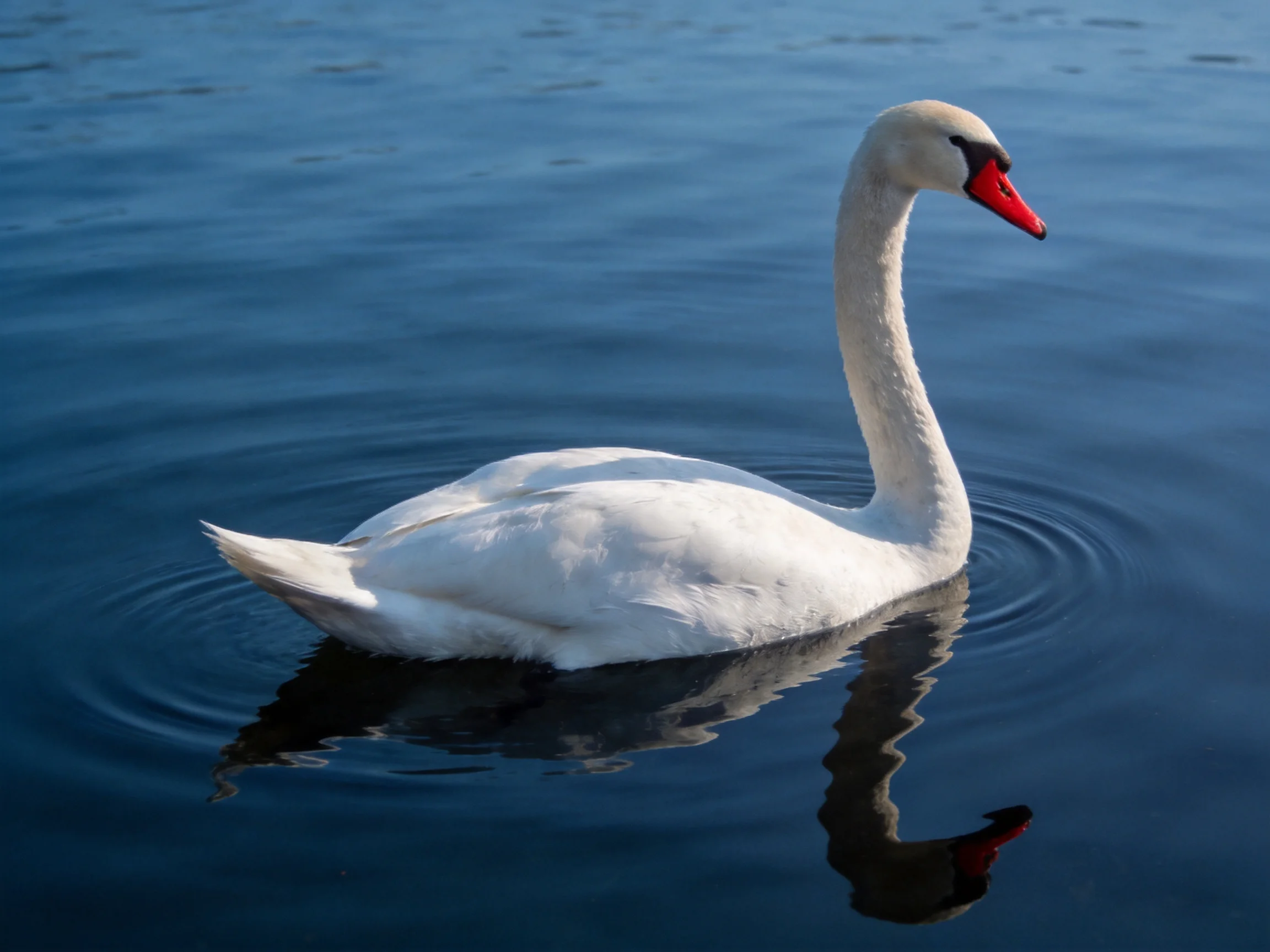 A white swan with red beak gliding on calm blue water