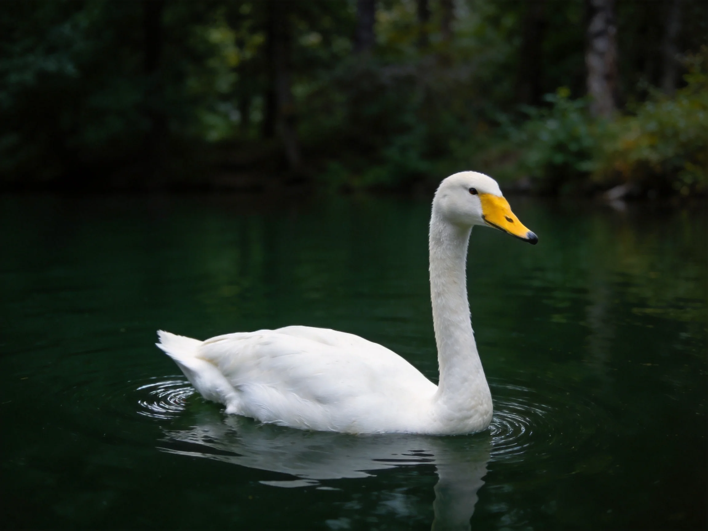 A white swan with yellow beak glides on dark green water amid dense foliage