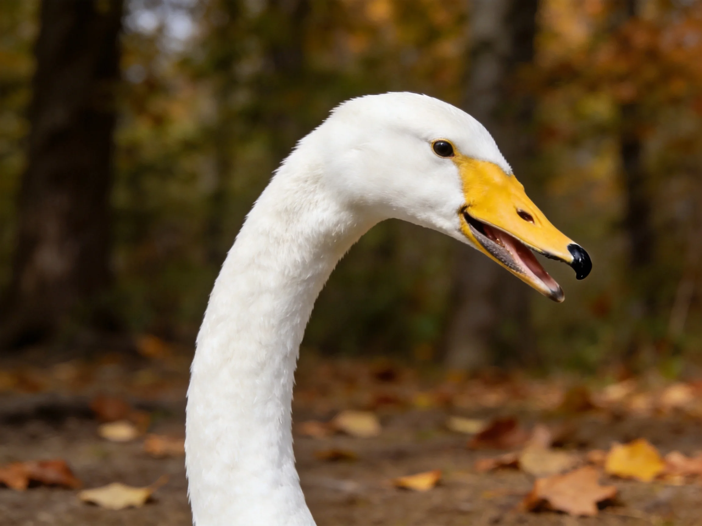 A swan with an open mouth stands among autumn leaves and trees.
