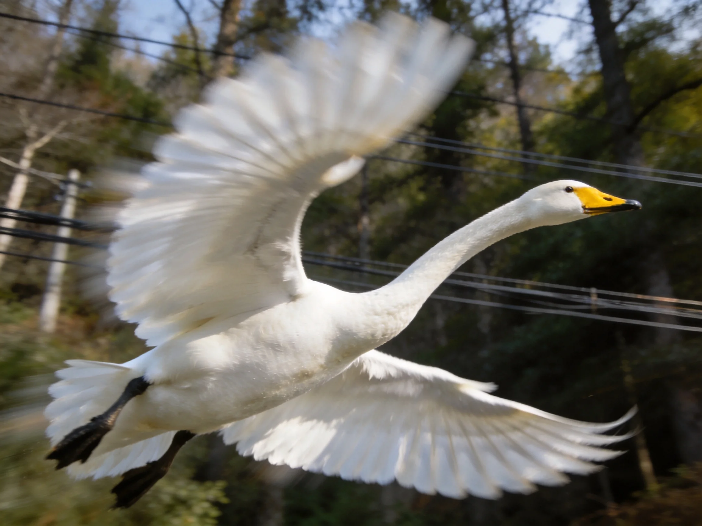 A white swan with yellow beak soaring mid-air near trees