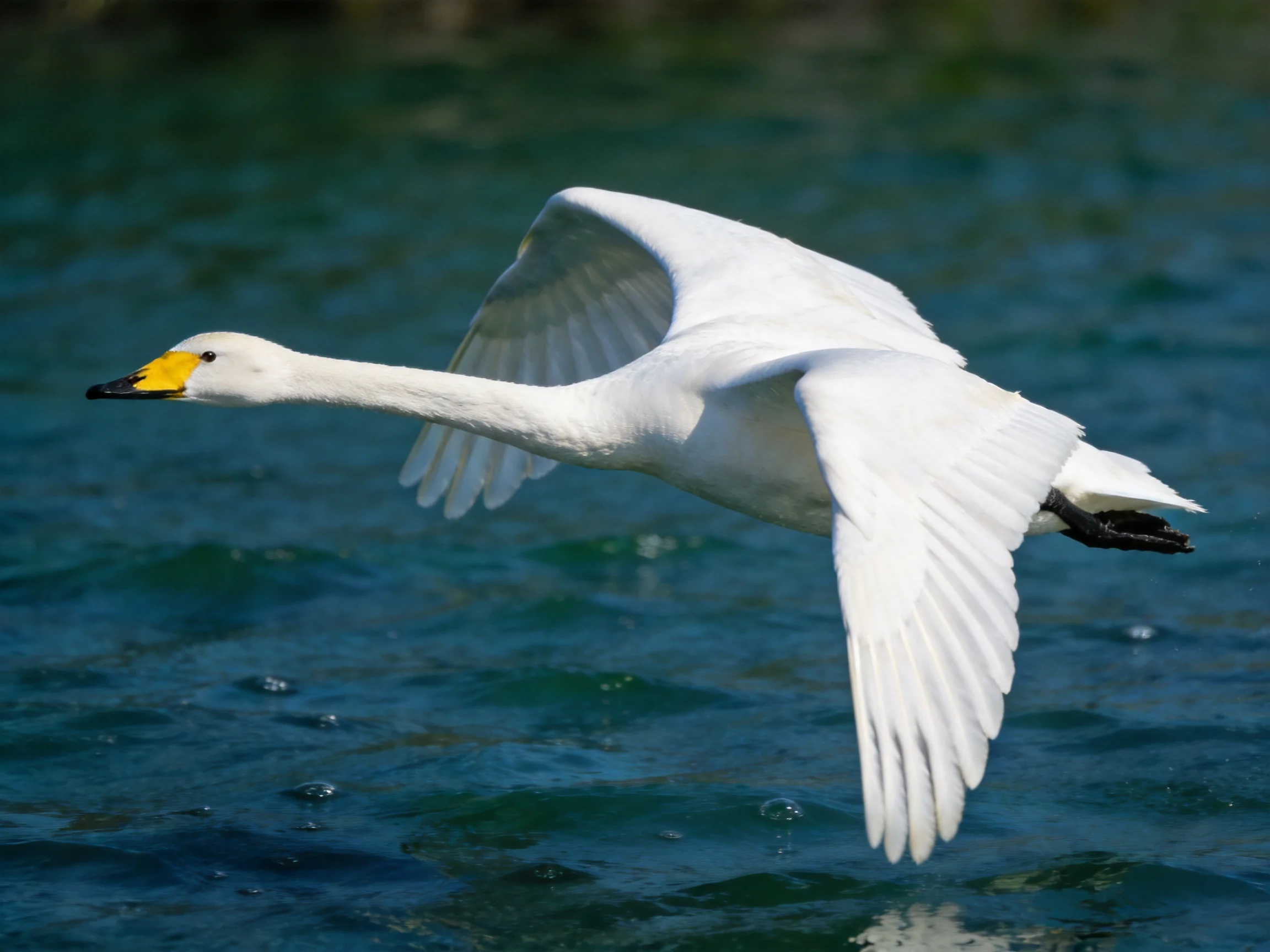 A white swan flies gracefully over calm blue water.
