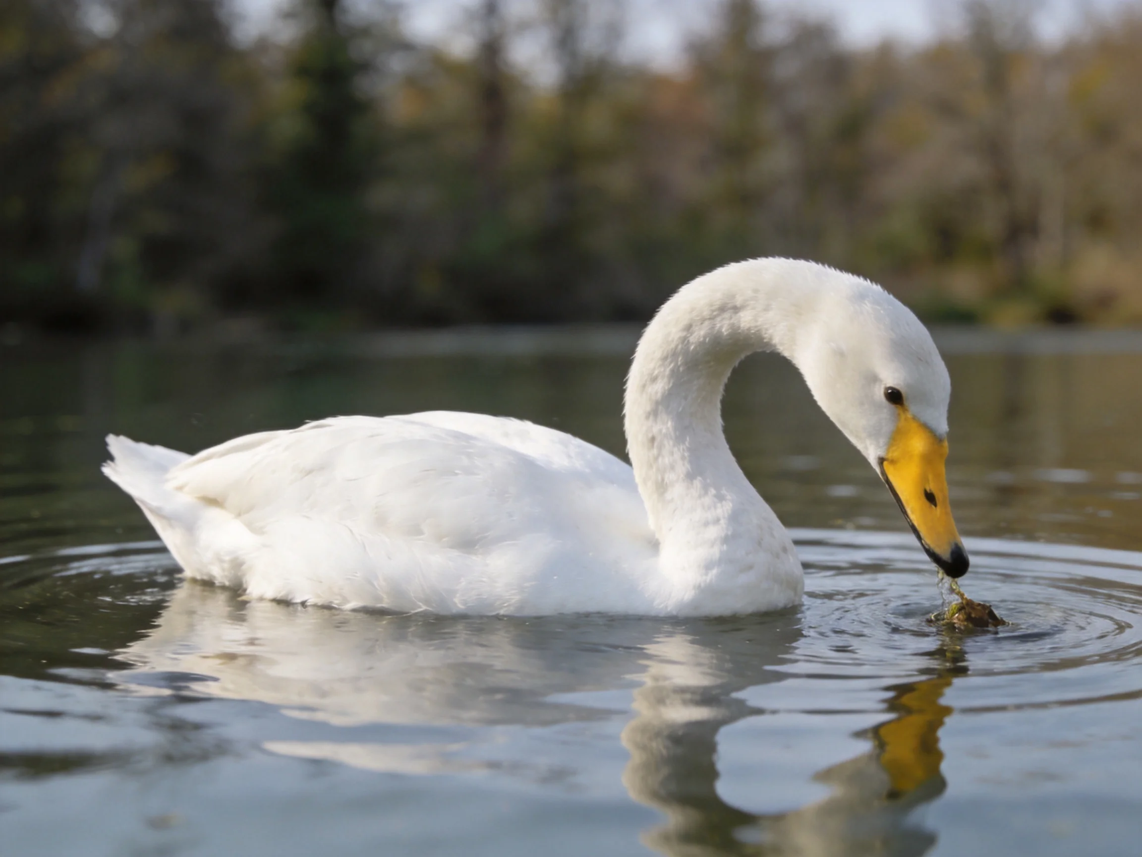 A white swan with yellow beak swims in calm water