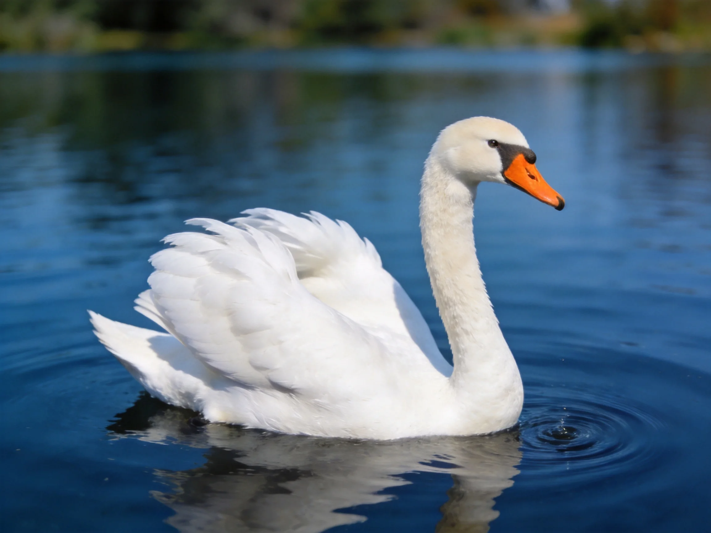 A white swangliding on calm blue water