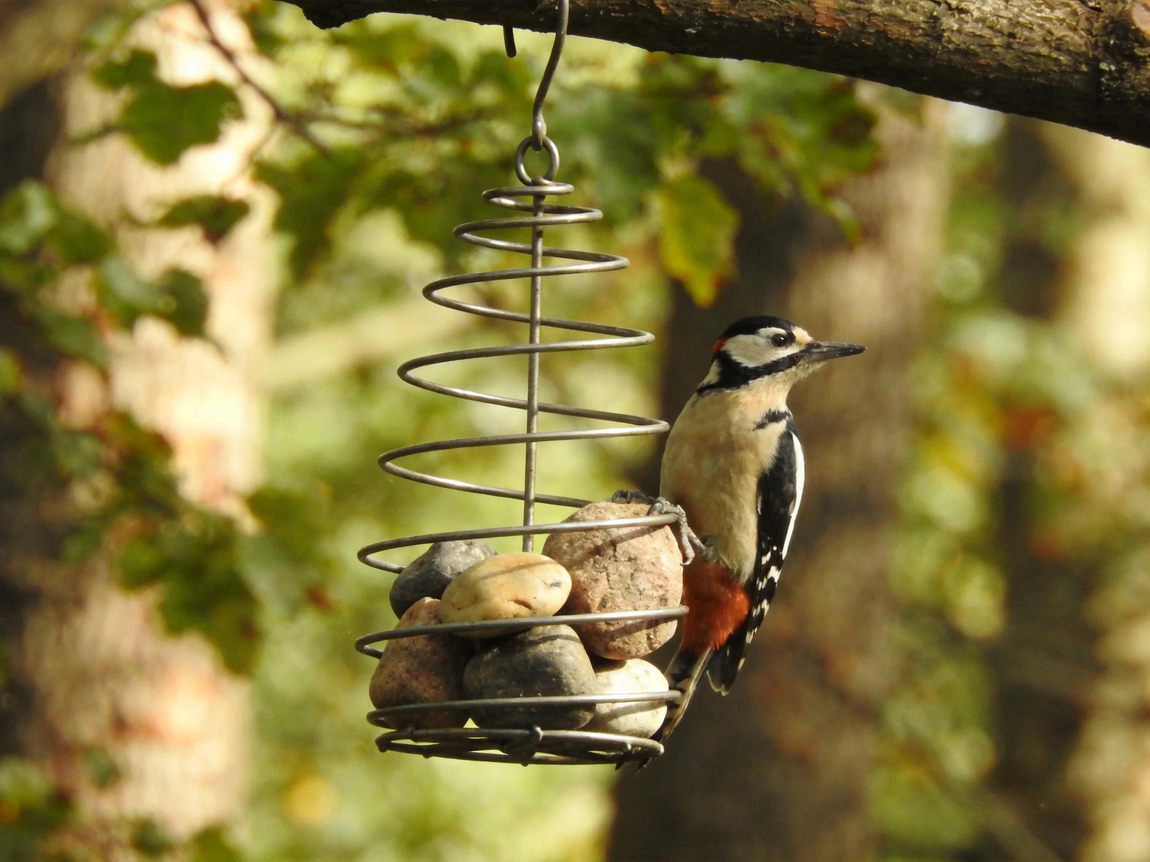 A woodpecker perched on a wire feeder with stones near a tree branch