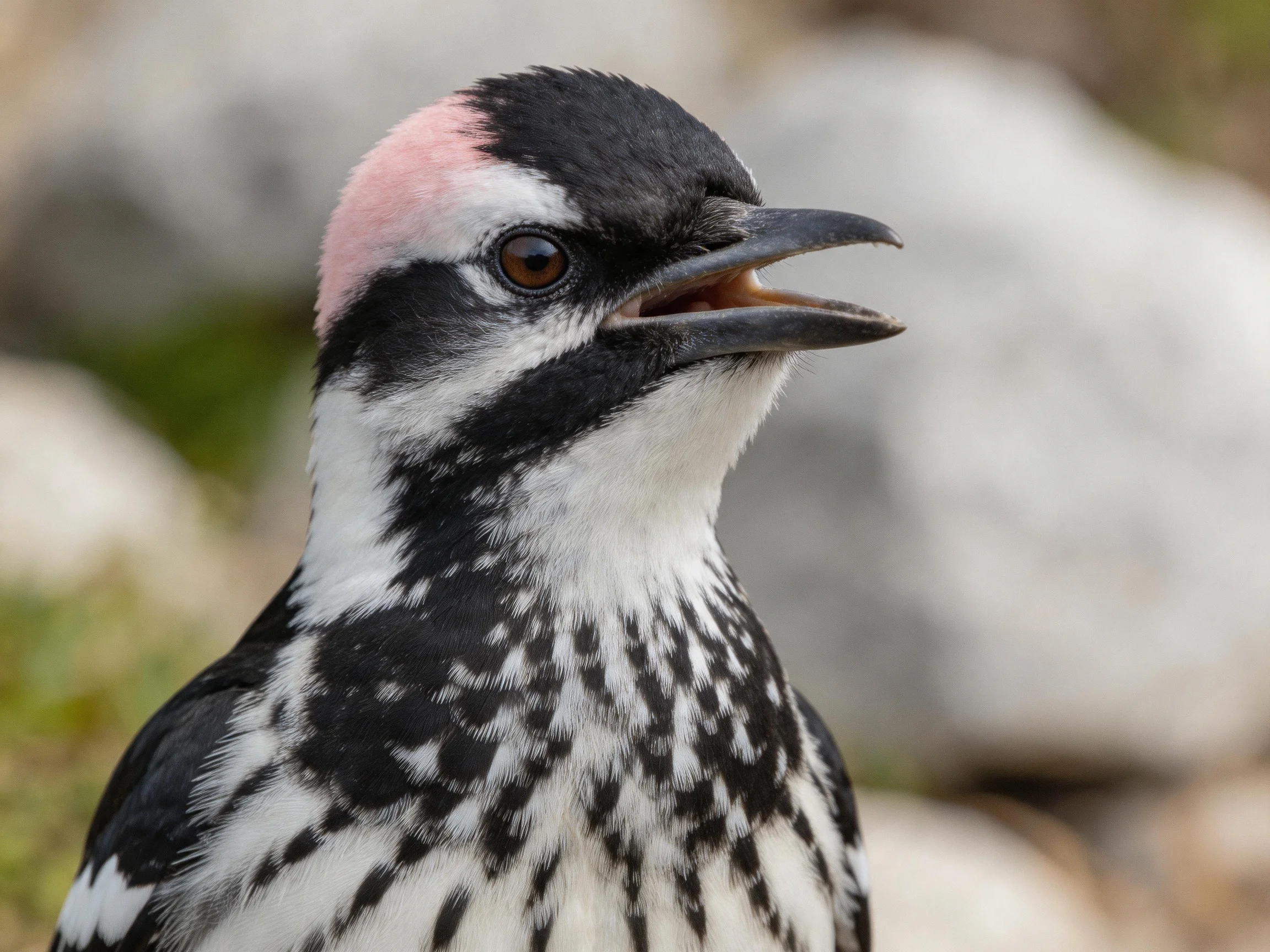 A woodpecker with black, white, and pink plumage near blurred rocks