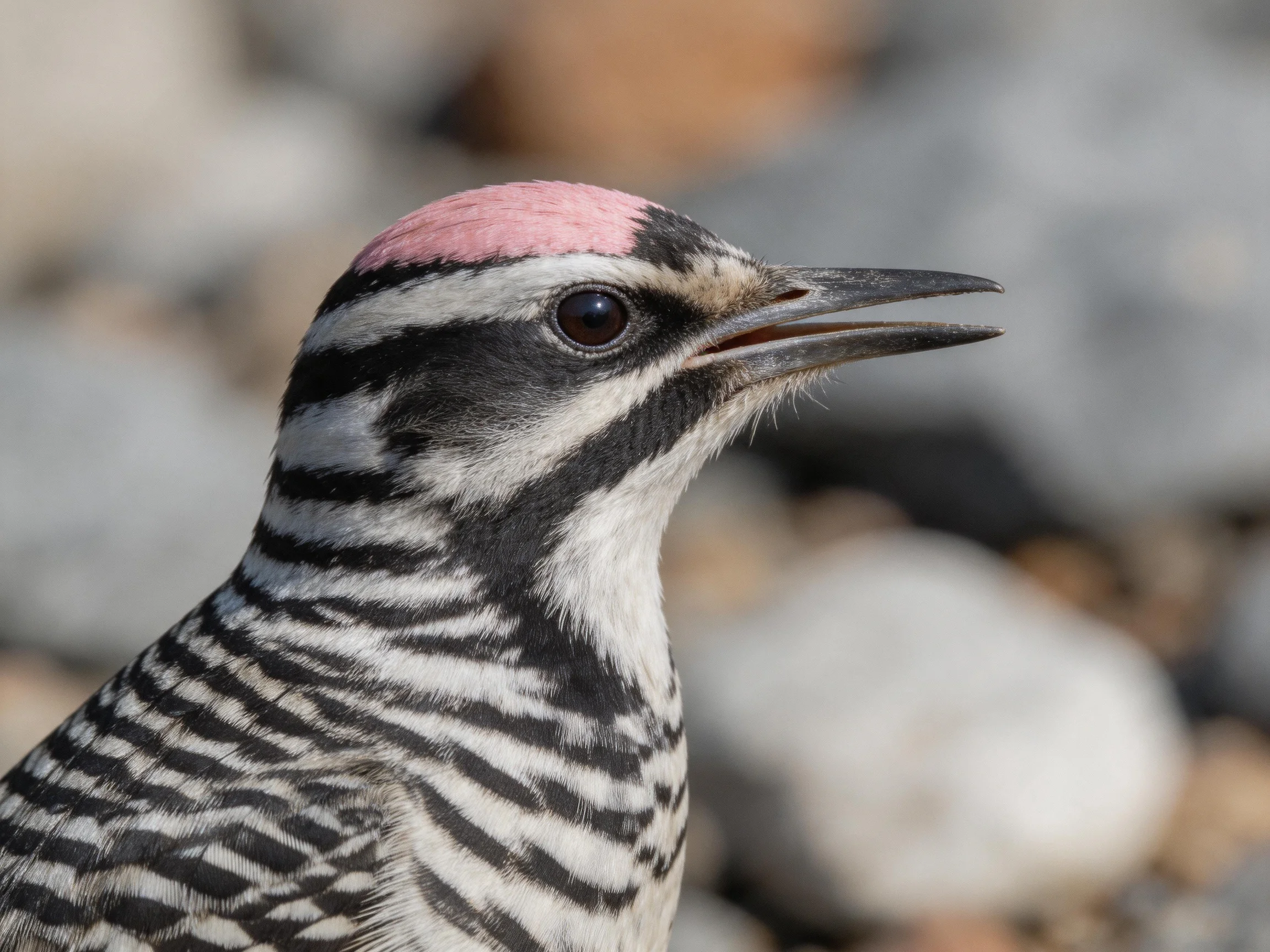 A woodpecker with black, white, and pink plumage near rocky surroundings
