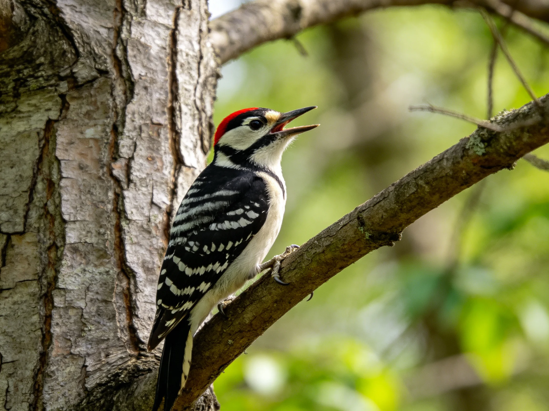 A woodpecker with black, white, and red plumage perched on a tree branch